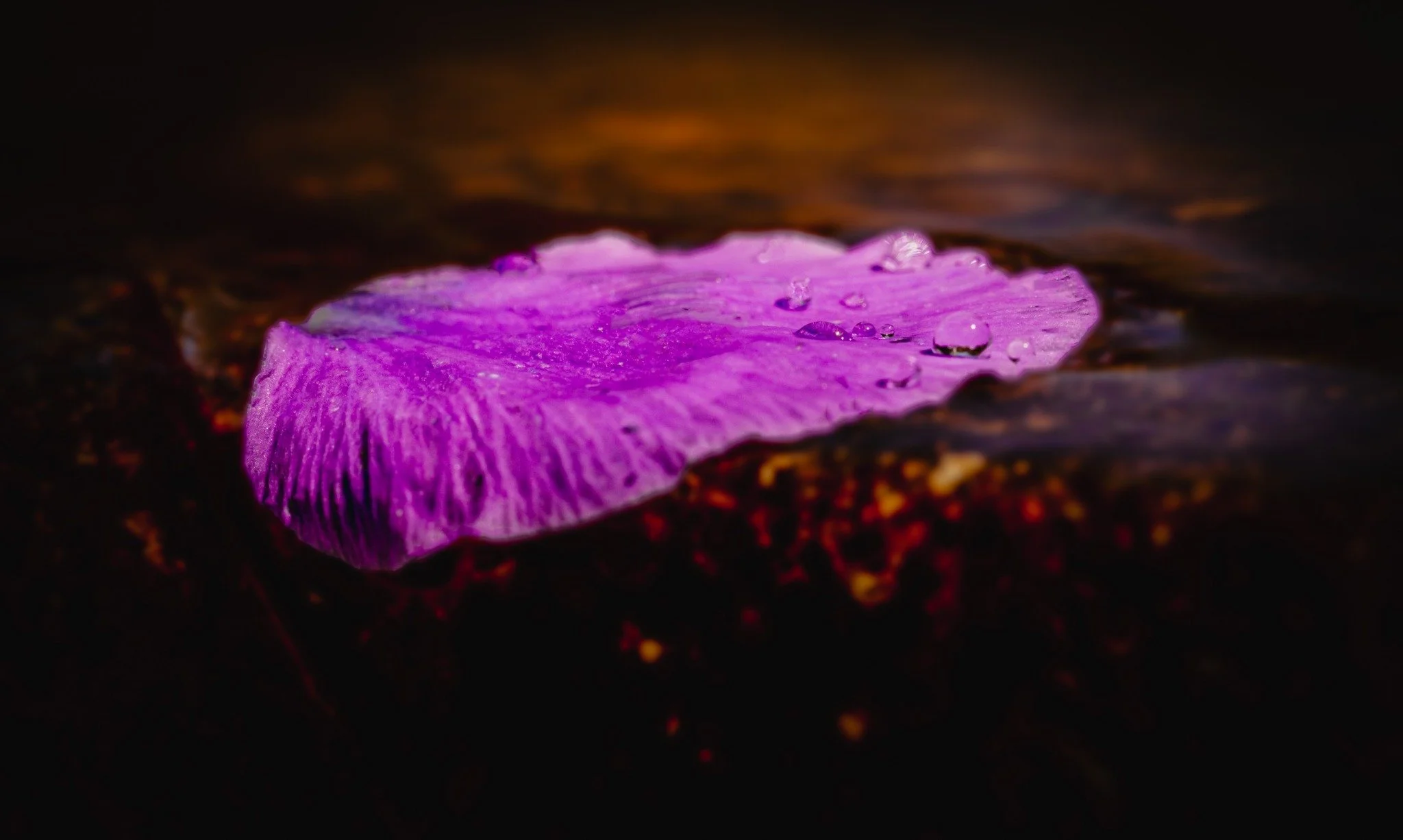 Water droplets on a purple flower petal.