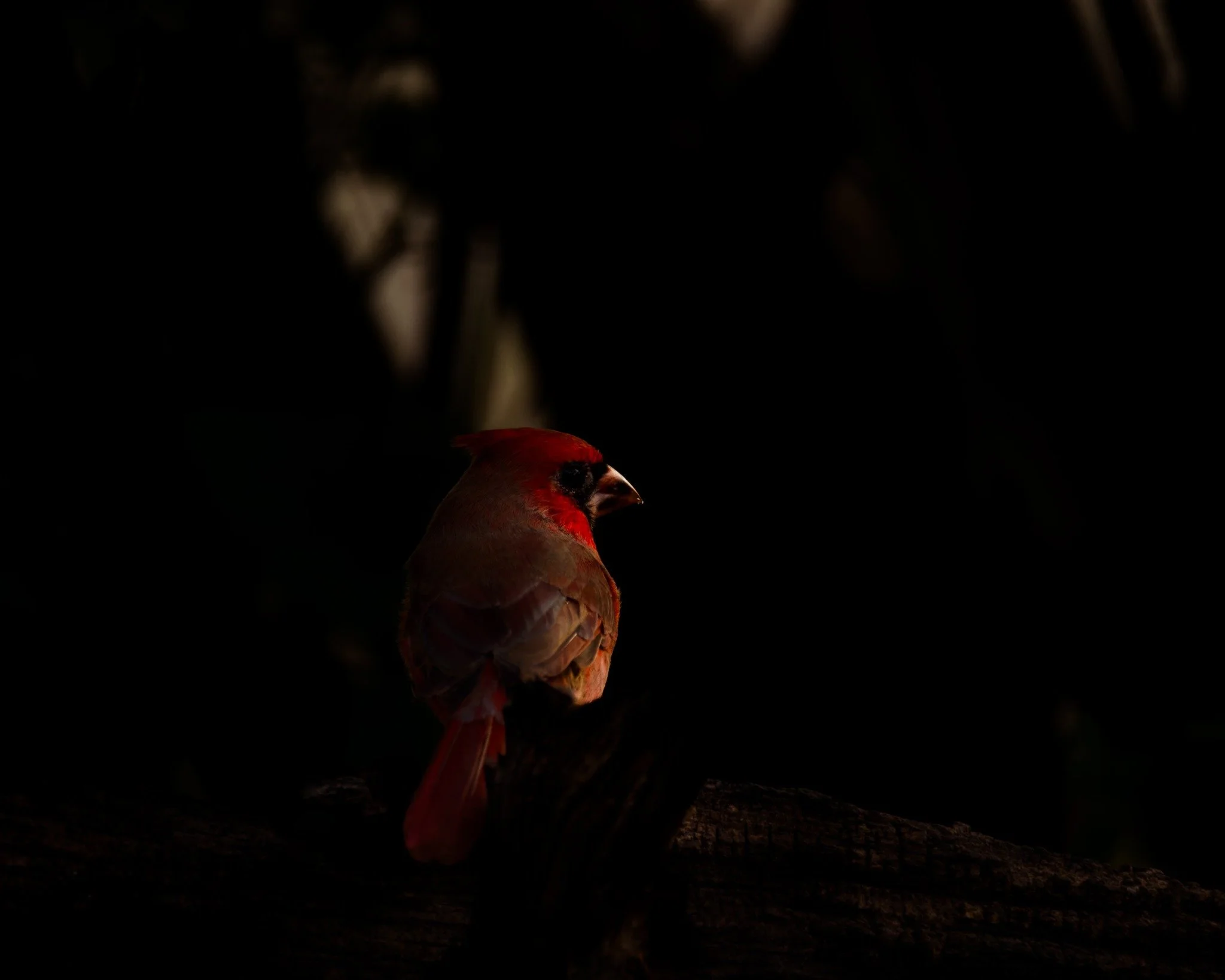 Male Northern Cardinal photographed in early morning light at South Llano River State Park