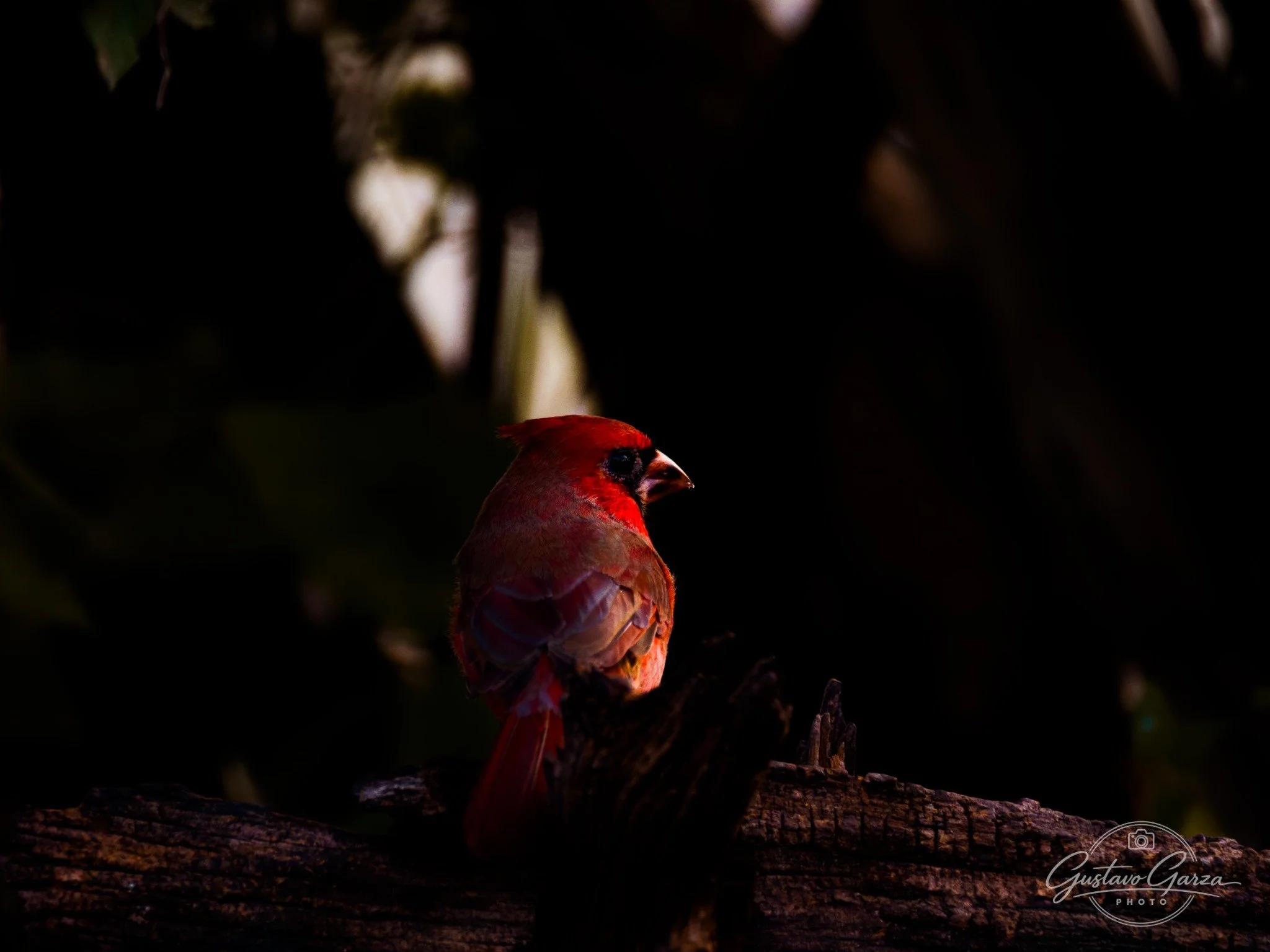 Wildlife Photography