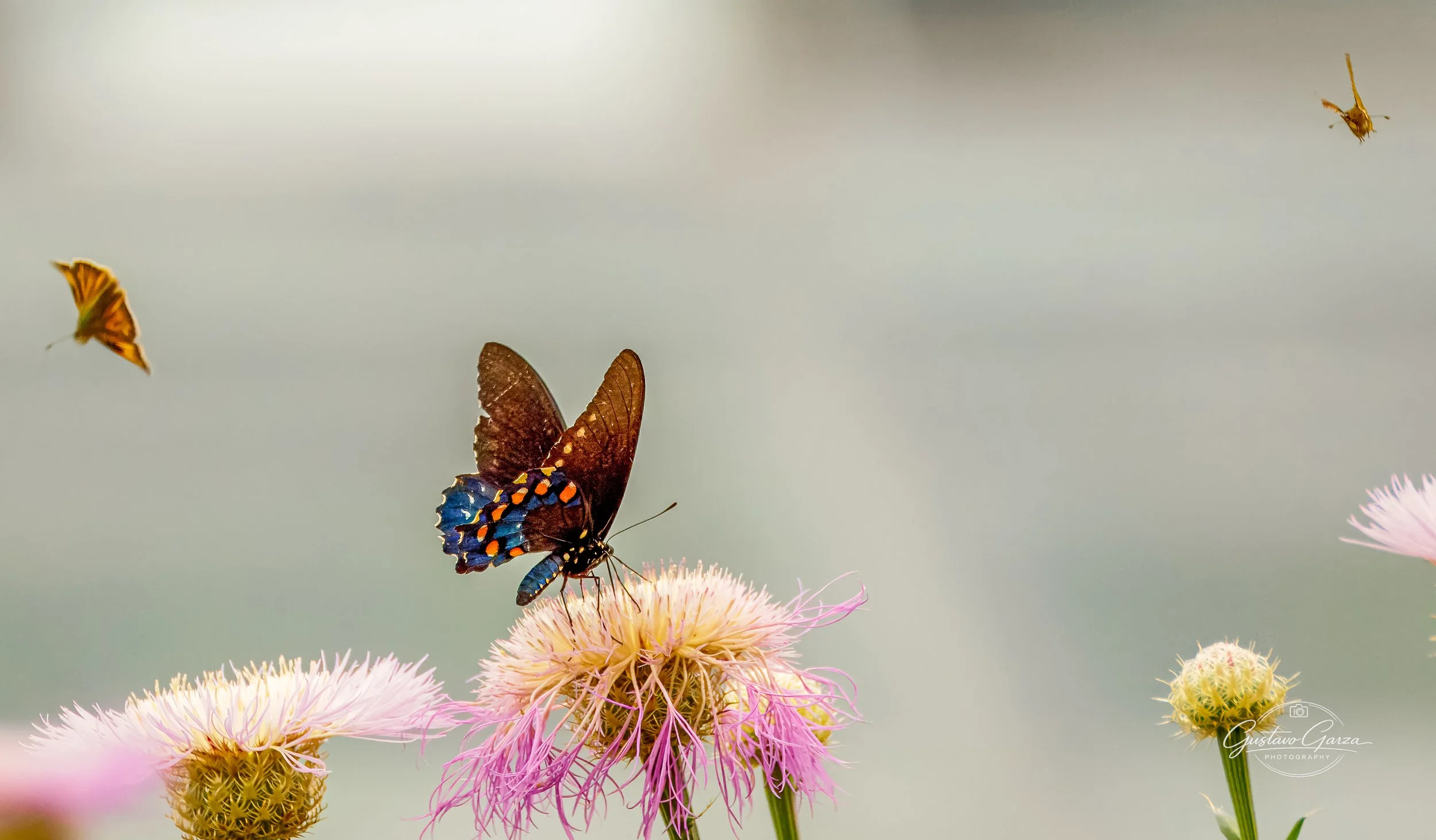 untitled-120.jpg