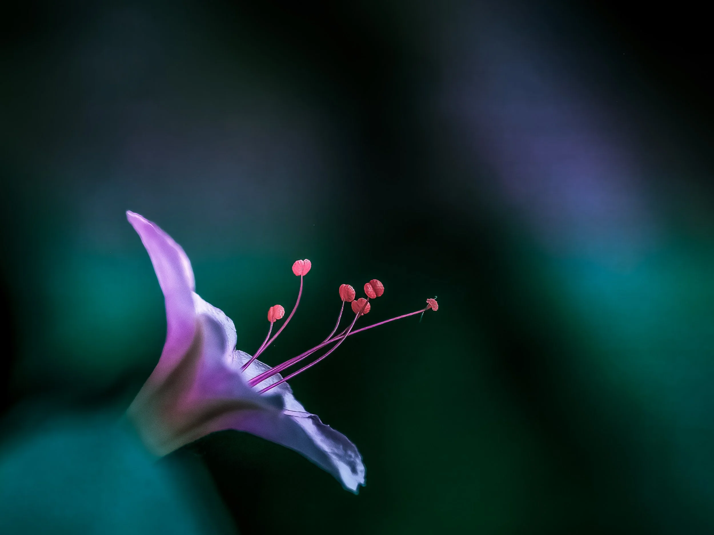 untitled-222.jpg