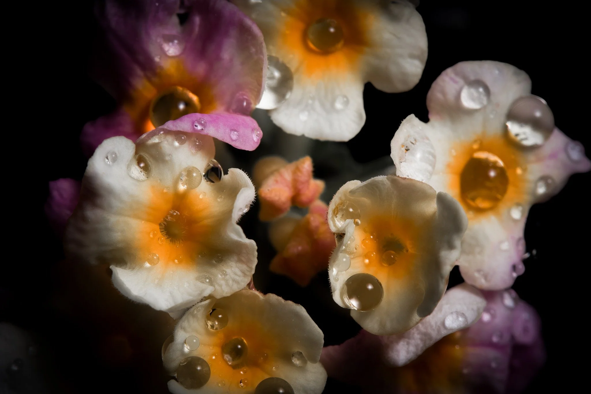 Flowers in Bloom