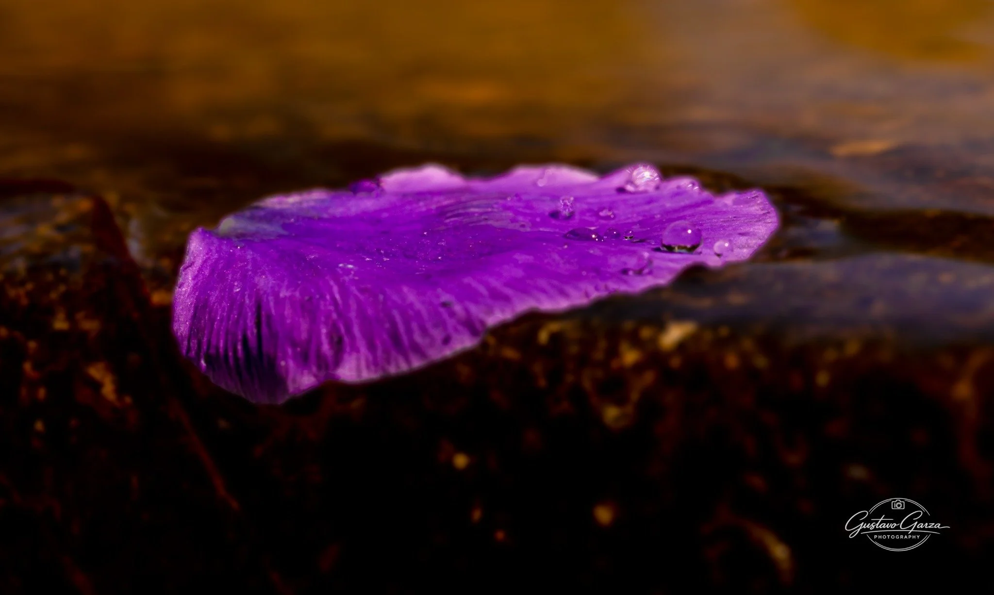 Purple Fungus