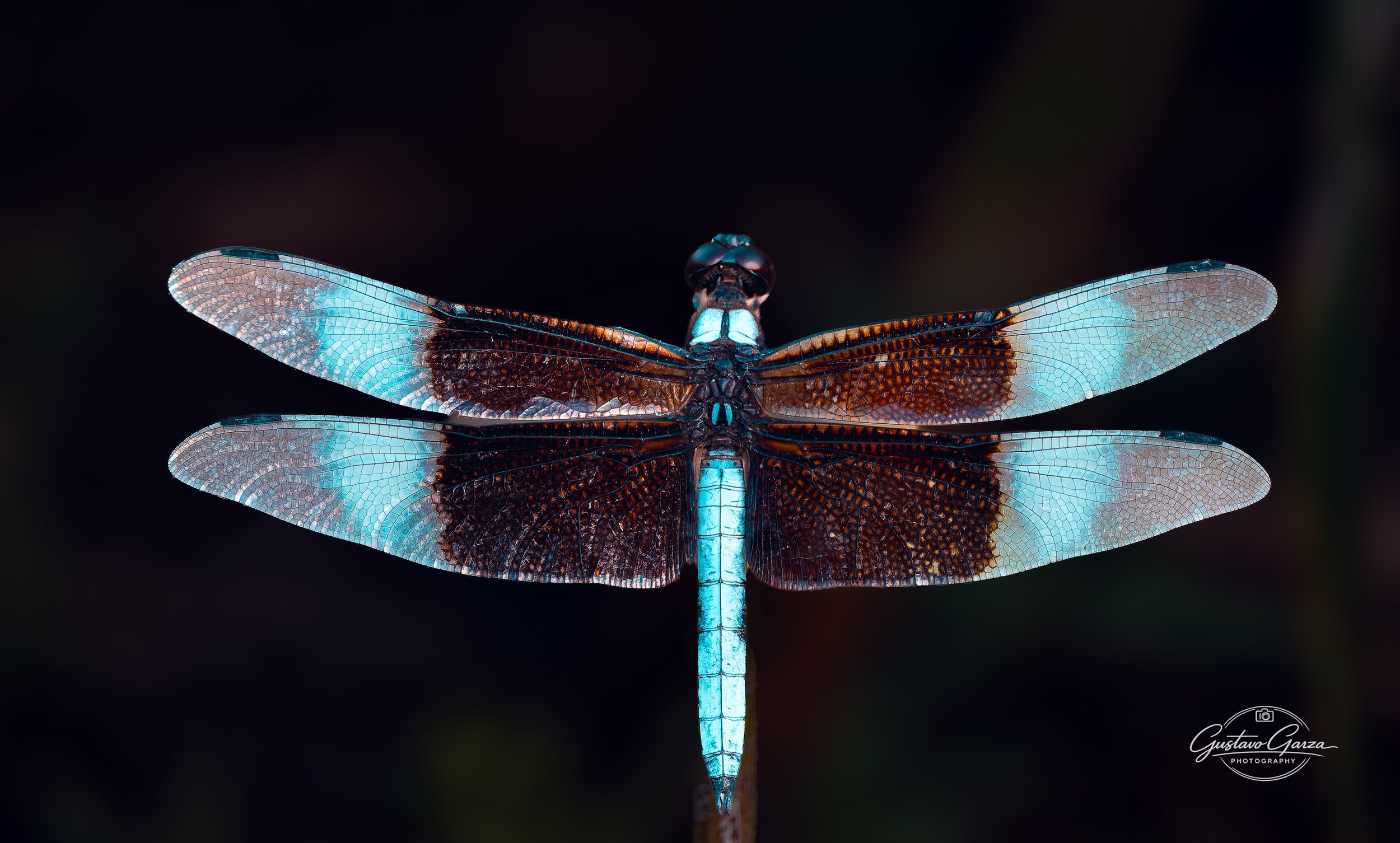 Macro Photography