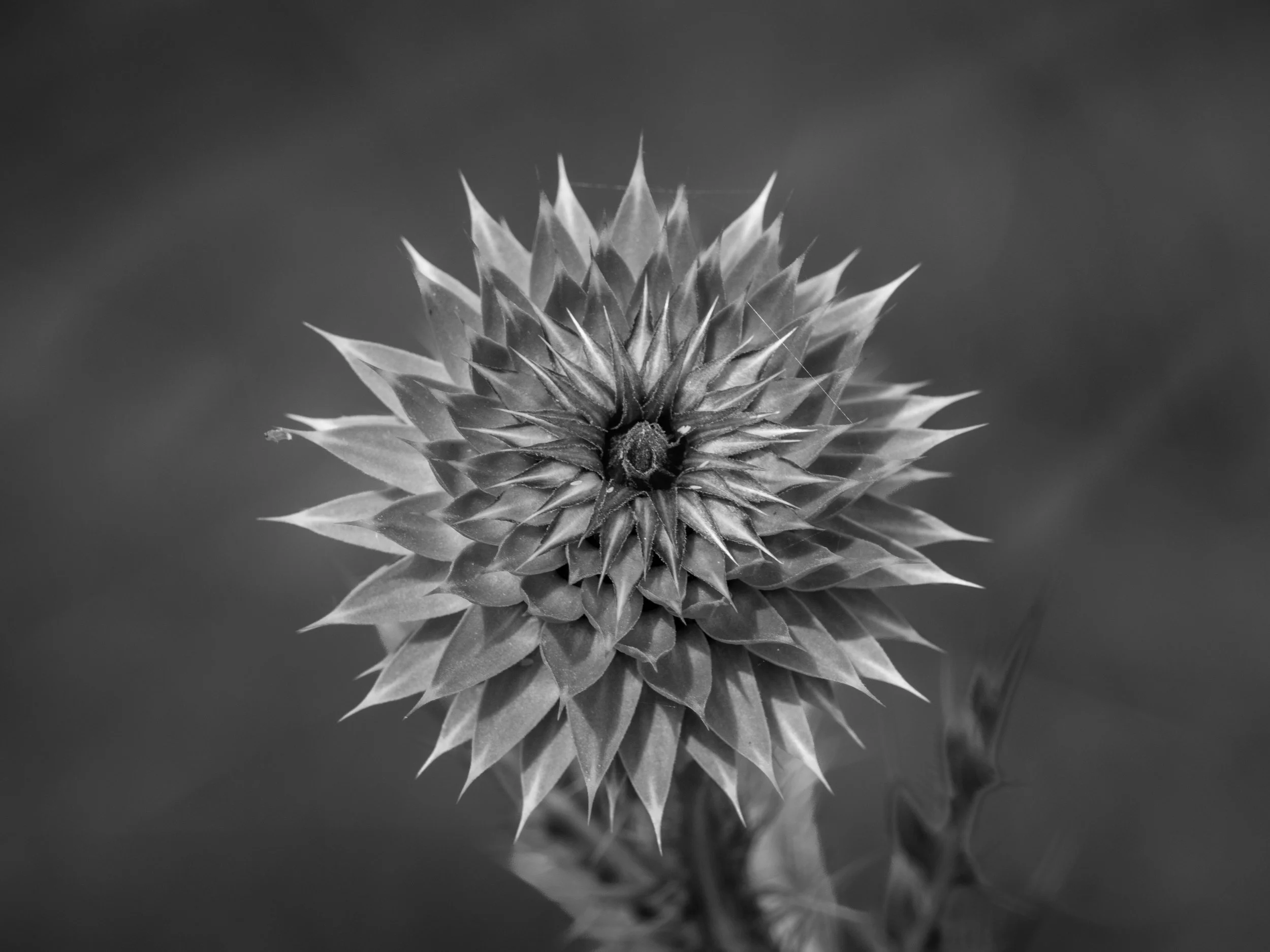 untitled-223.jpg