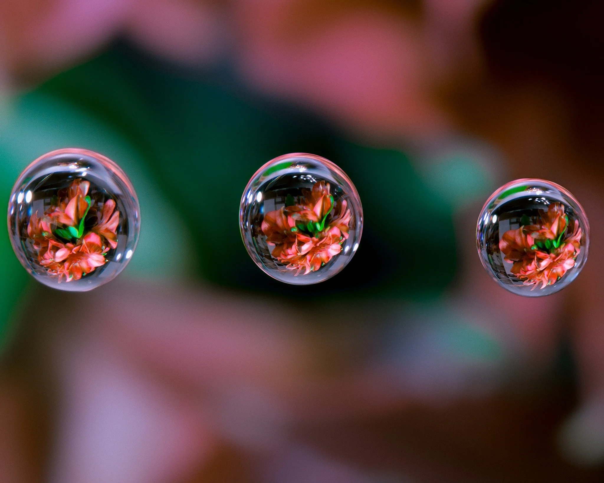 Flowers Reflected in Water Drops