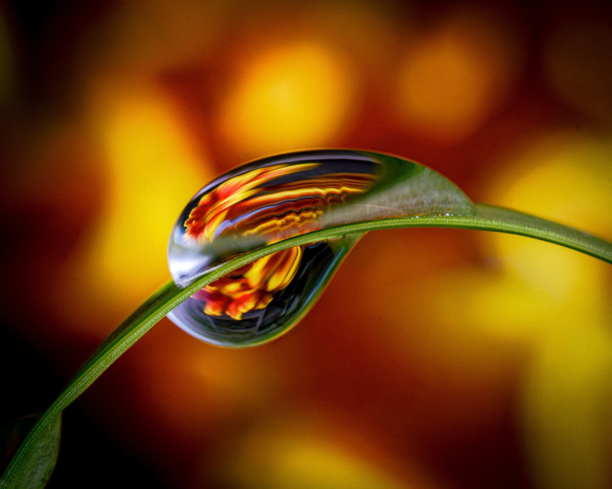 Water droplet reflecting an orange flower on a curved green leaf