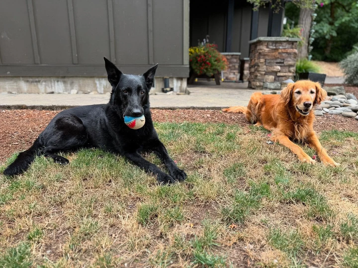 Lewis &amp; Mac #housesitting #petcare #germanshepherd #goldenretriever #livengoodpetcare