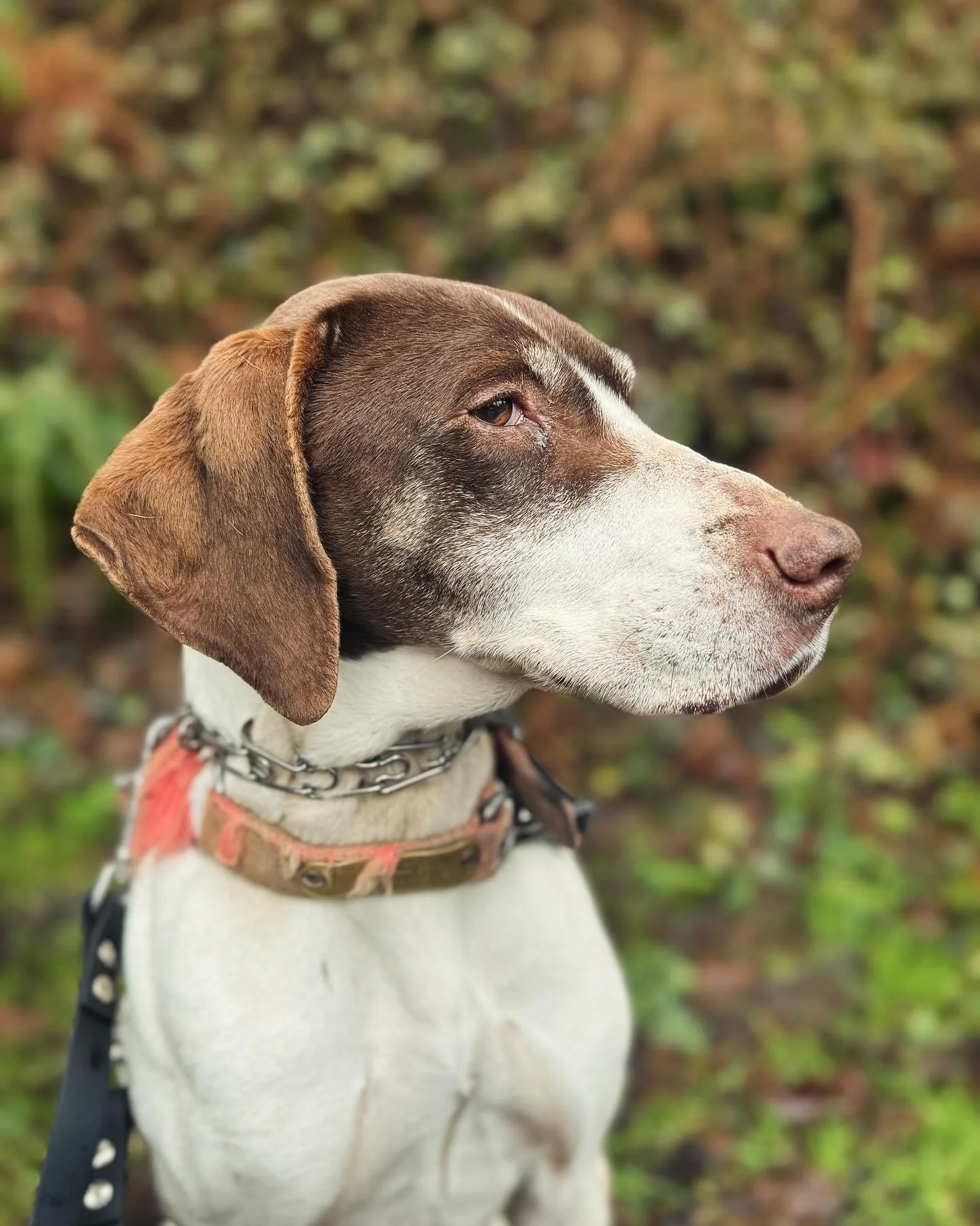 Sage. #dogwalks #dropinvisits #pointer #livengoodpetcare #dogs #petsitting