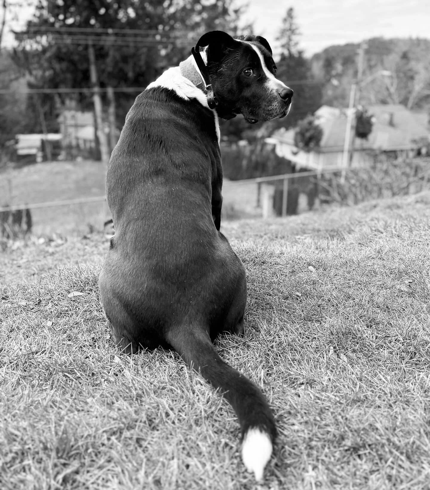 Bruno. #livengoodpetcare #petcare #dogwalking #petsitting #pittie