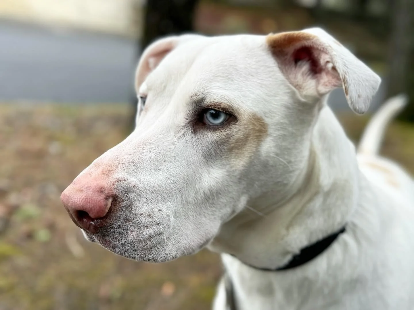 Frank. #dogwalks #petcare #livengoodpetcare #pitmix