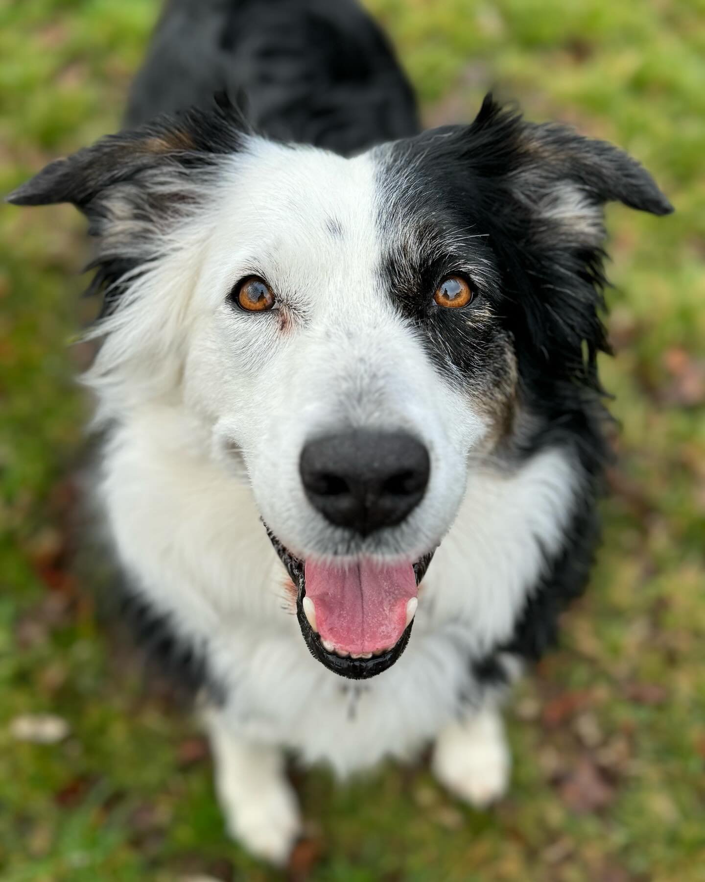 Mira. #housesitting #livengoodpetcare #petsitter #aussieshepherd