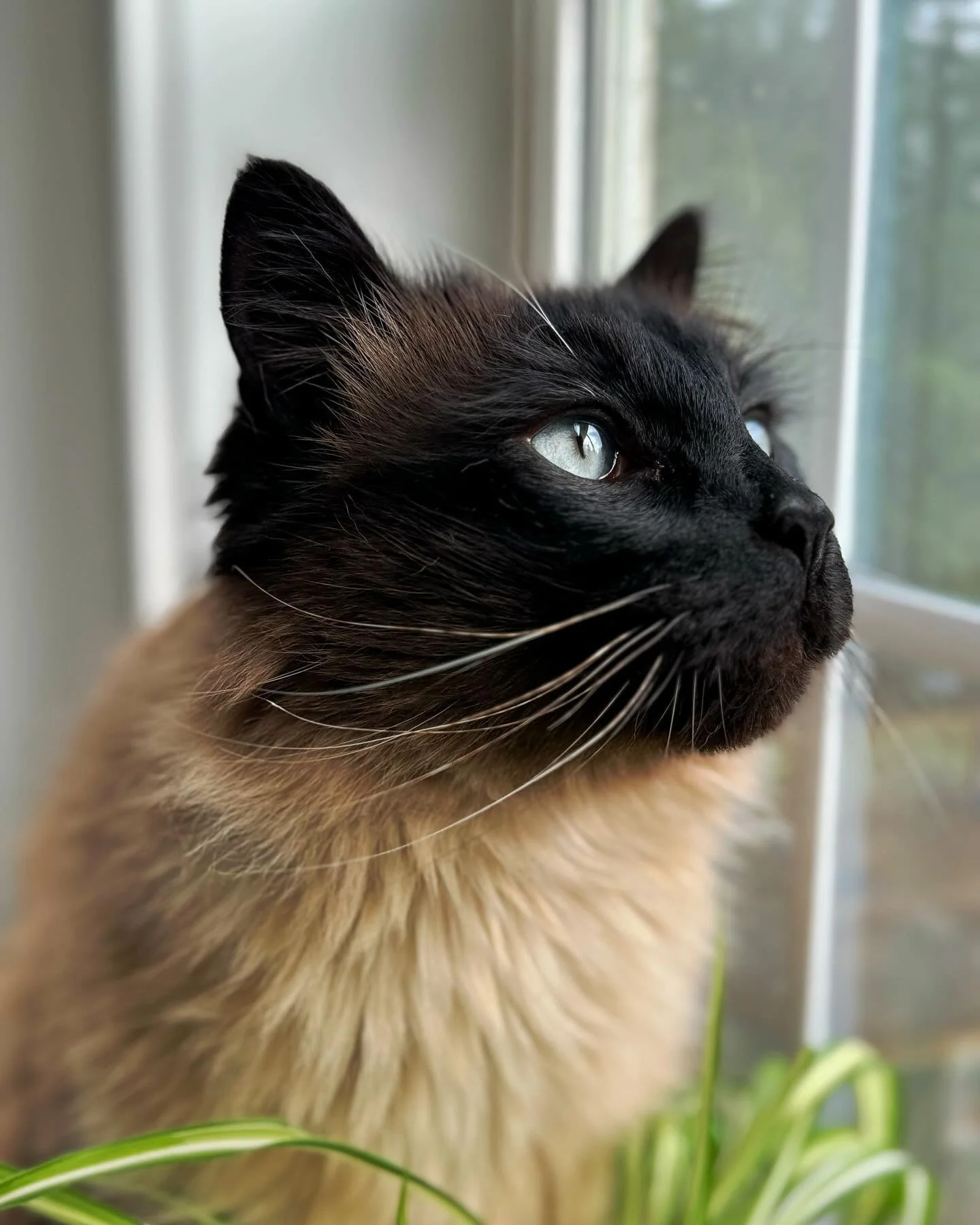 Melissa. #longhairedsiamesecat #livengoodpetcare #petsitting #animalcare #petcare