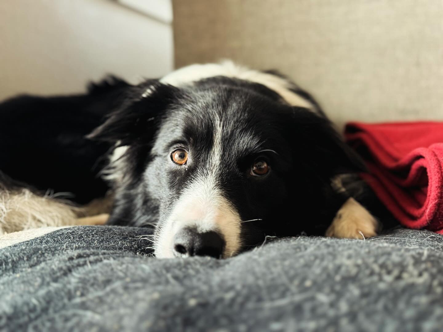 Sweet boy with his soft eyes. #bordercollie #livengoodpetcare #petcare #petsitting