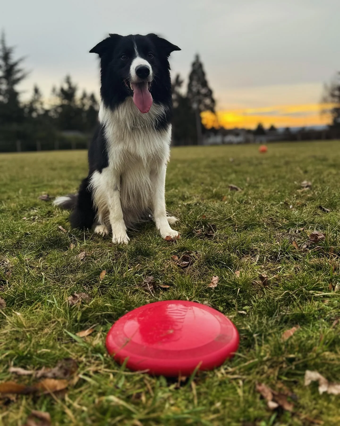 Streak. #bordercollie #fetch #livengoodpetcare #petsitting #housesitting #petcare