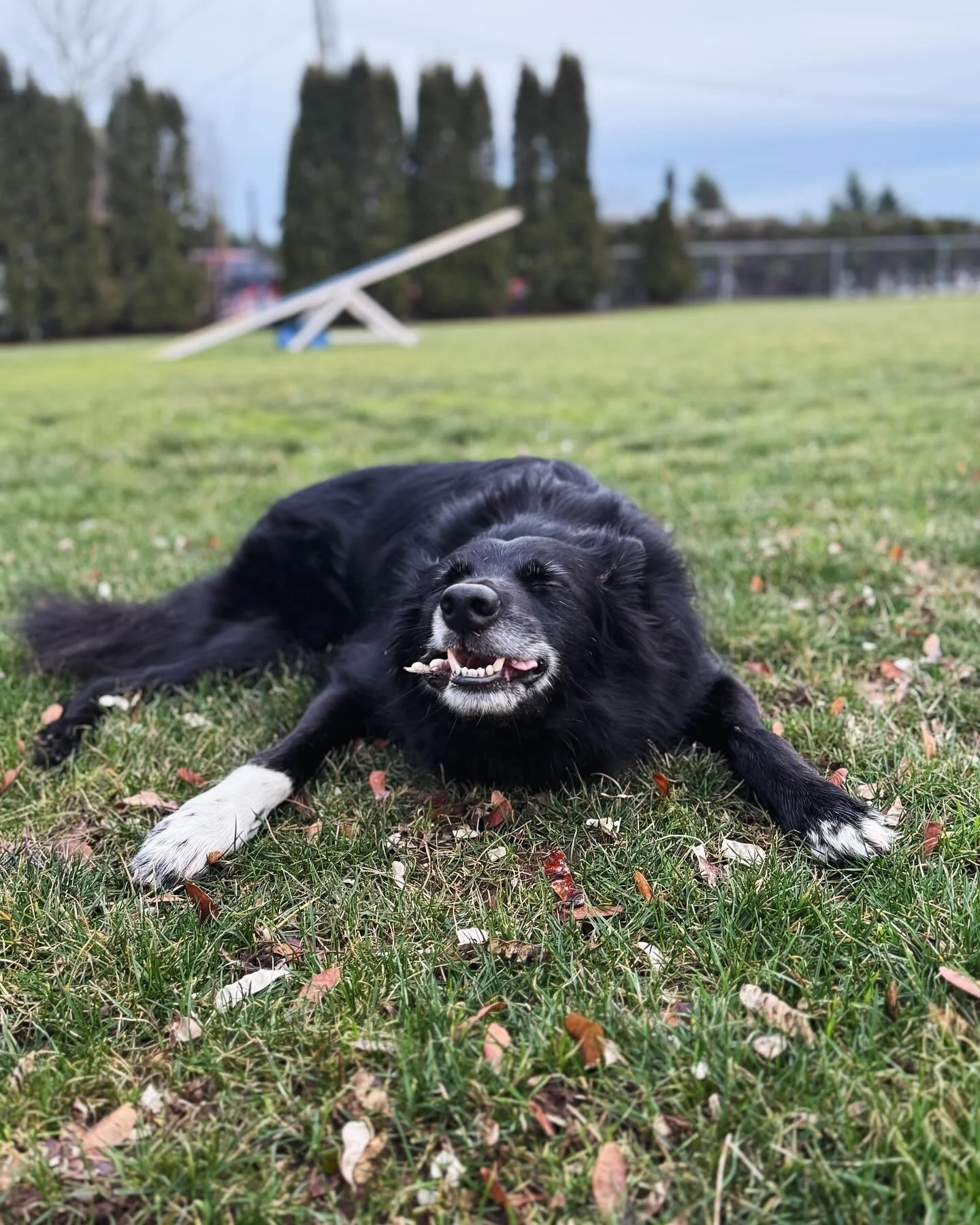 Chicken feet for the win. #bordercollie #chickenfeetdogtreats #housesitting #petcare #petsittingservices #livengoodoetcare