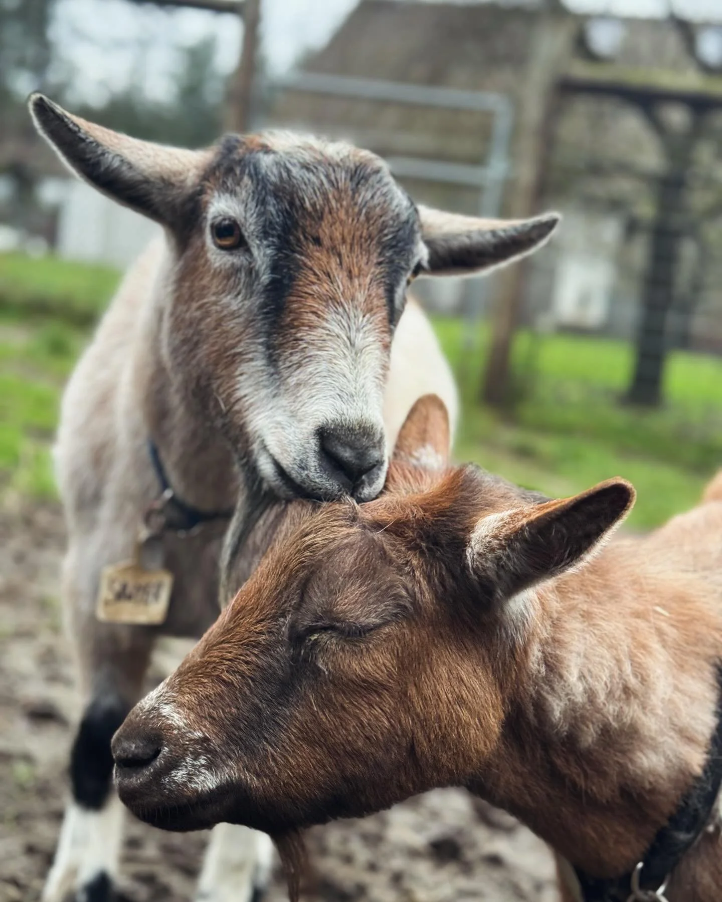 Sweetest things. #livestock #chickens #goats #diarygoats #nigeriandwarfcross #horses #petcare #petsitter #livengoodpetcare #housesitting