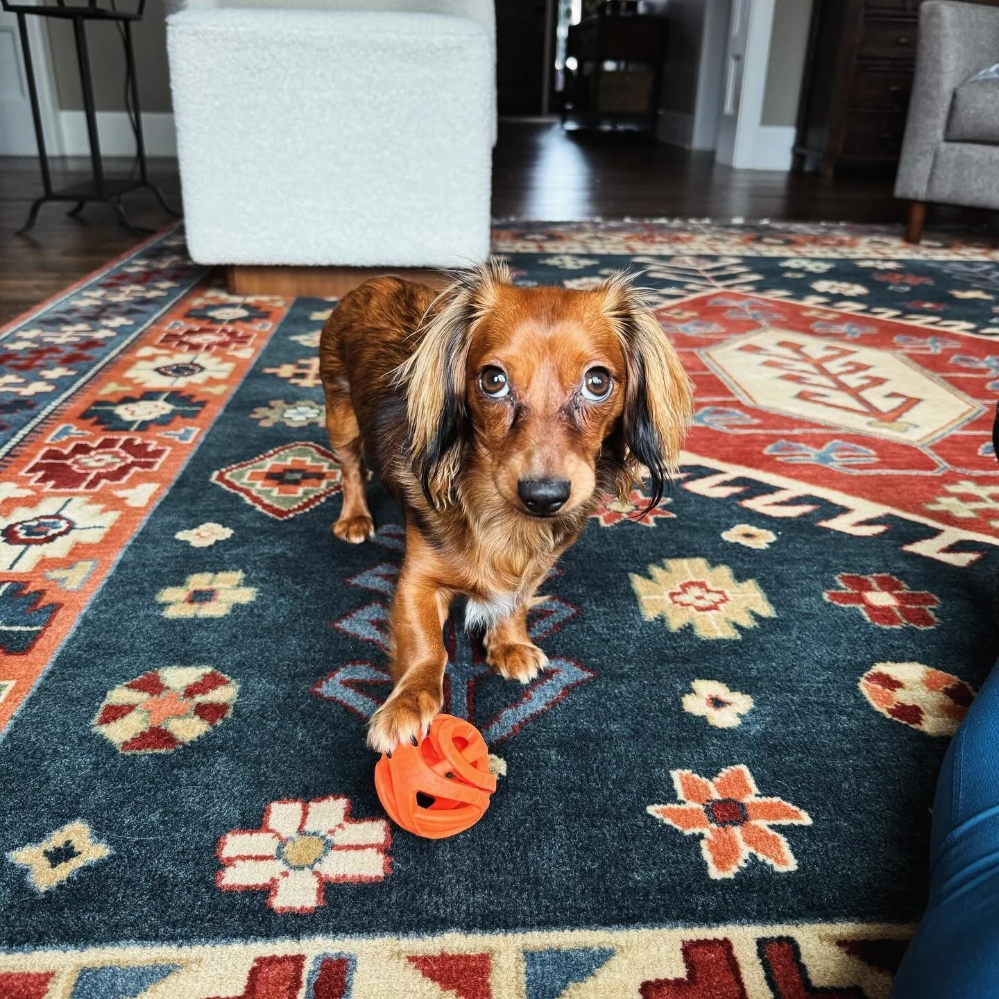 Ivy. #minidauchshund #dauchshund #petsitting #dropinvisits #petcare #livengoodpetcare #dogsitting