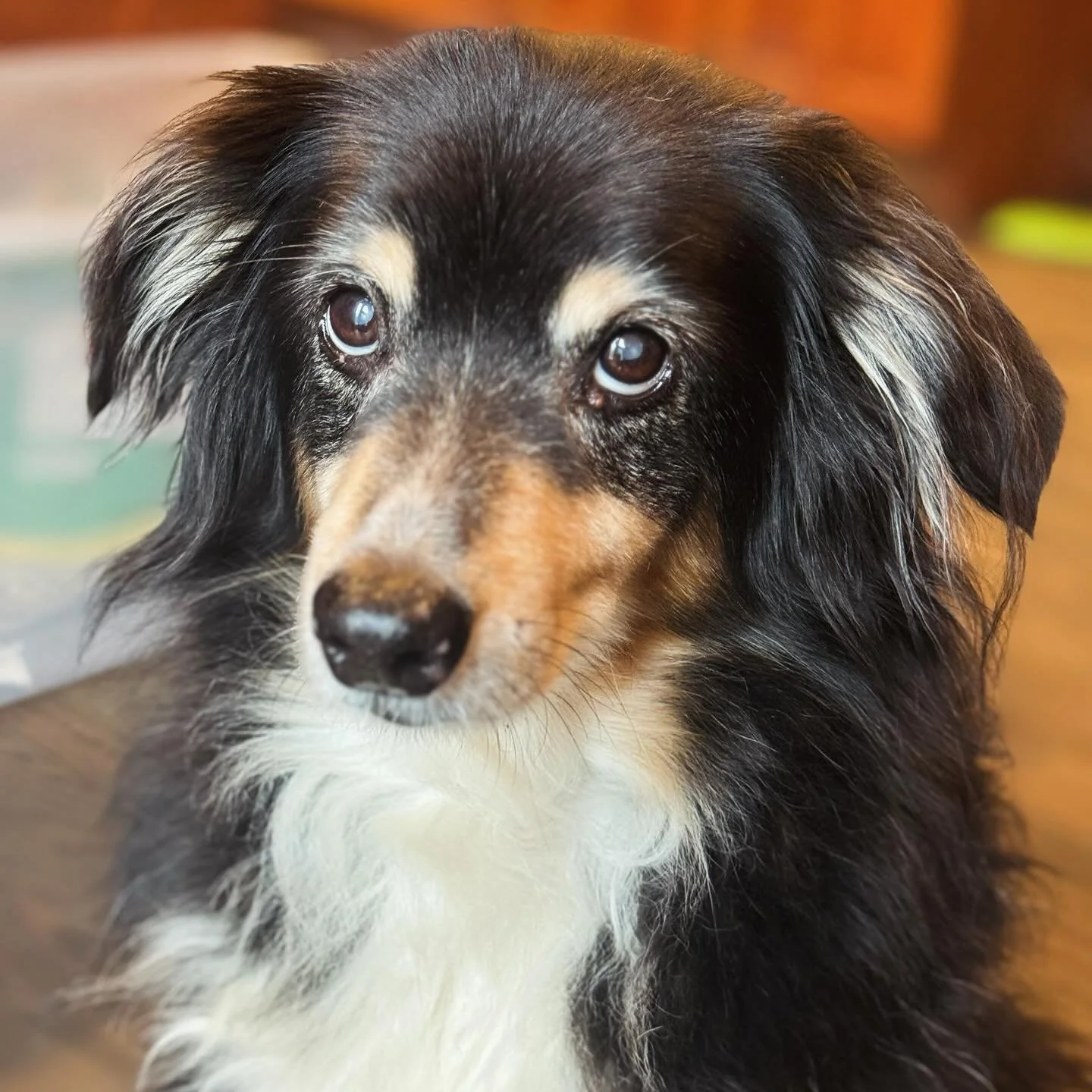 Ruger. #miniaussie #oldman #petsitting #housesitting #livengoodpetcare #petcare #dogs #aussielove #dogsitting