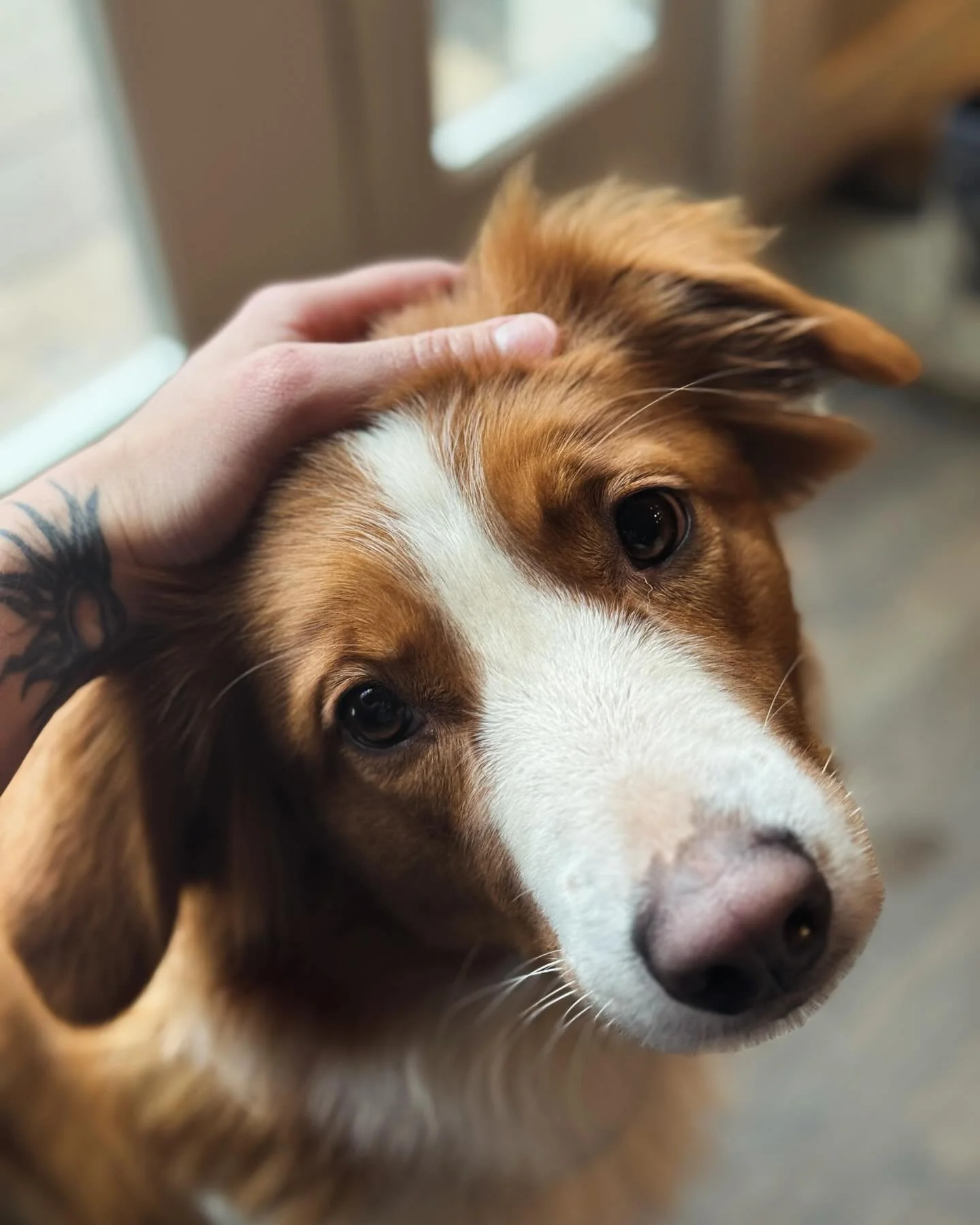 Libby. #englishshepherddog #herdingdogs #housesitting #petcare #livengoodpetcare #dogsitting #cutie