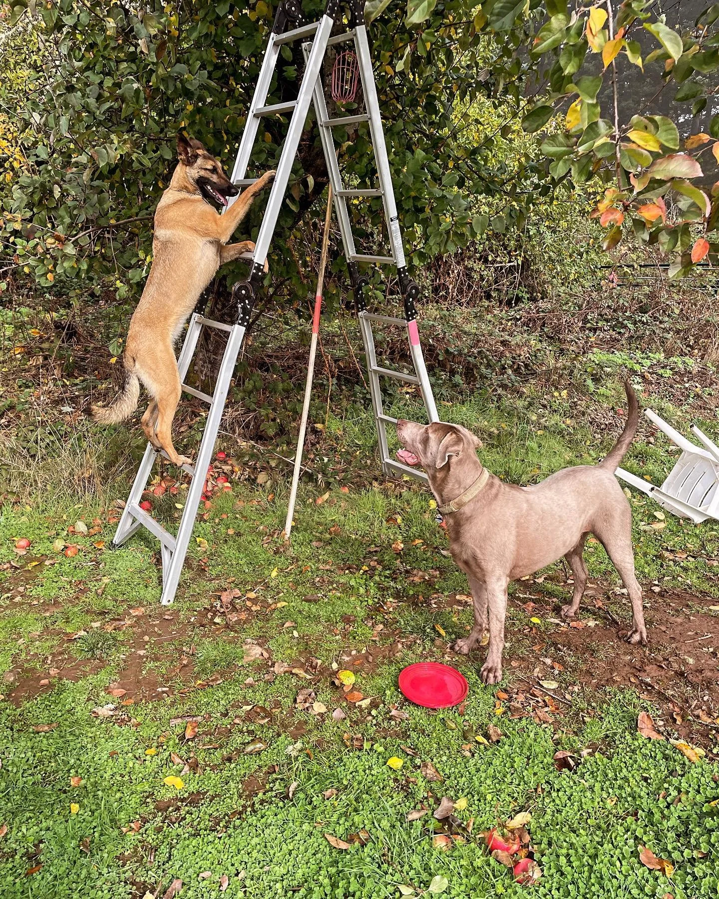 Fawn &amp; Blue. #livengoodpetcare  #petcare #fall #dropinvisit #dogs #silverlab #belgianmalinois
