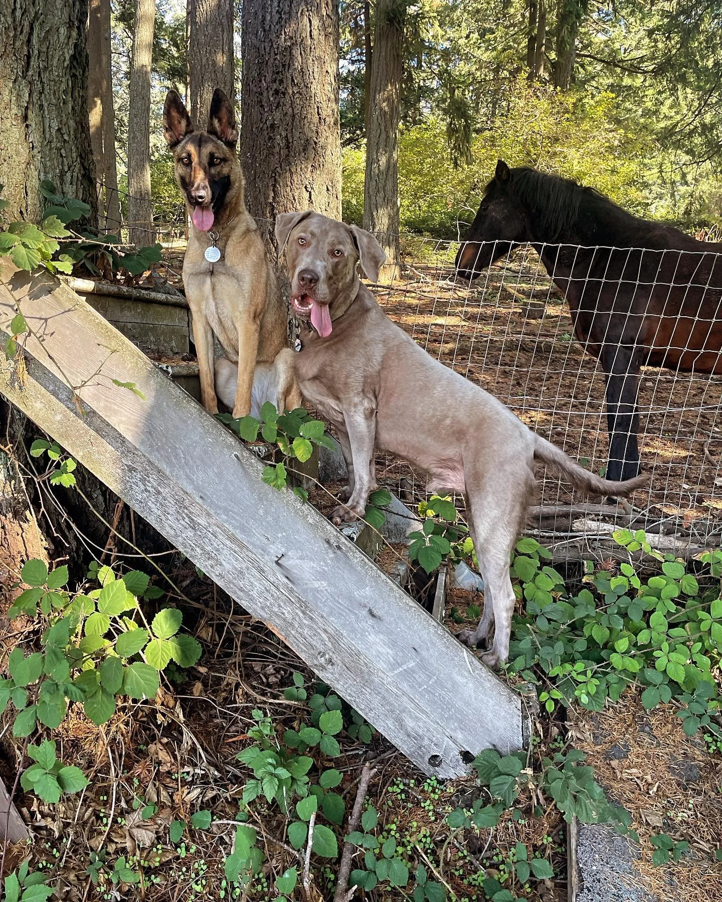 Fawn &amp; Blue .&hellip;. Ft. Sassy Mare 😂 #livengoodpetcare #dropinvisit #dogs #petcare #petsitter #mare