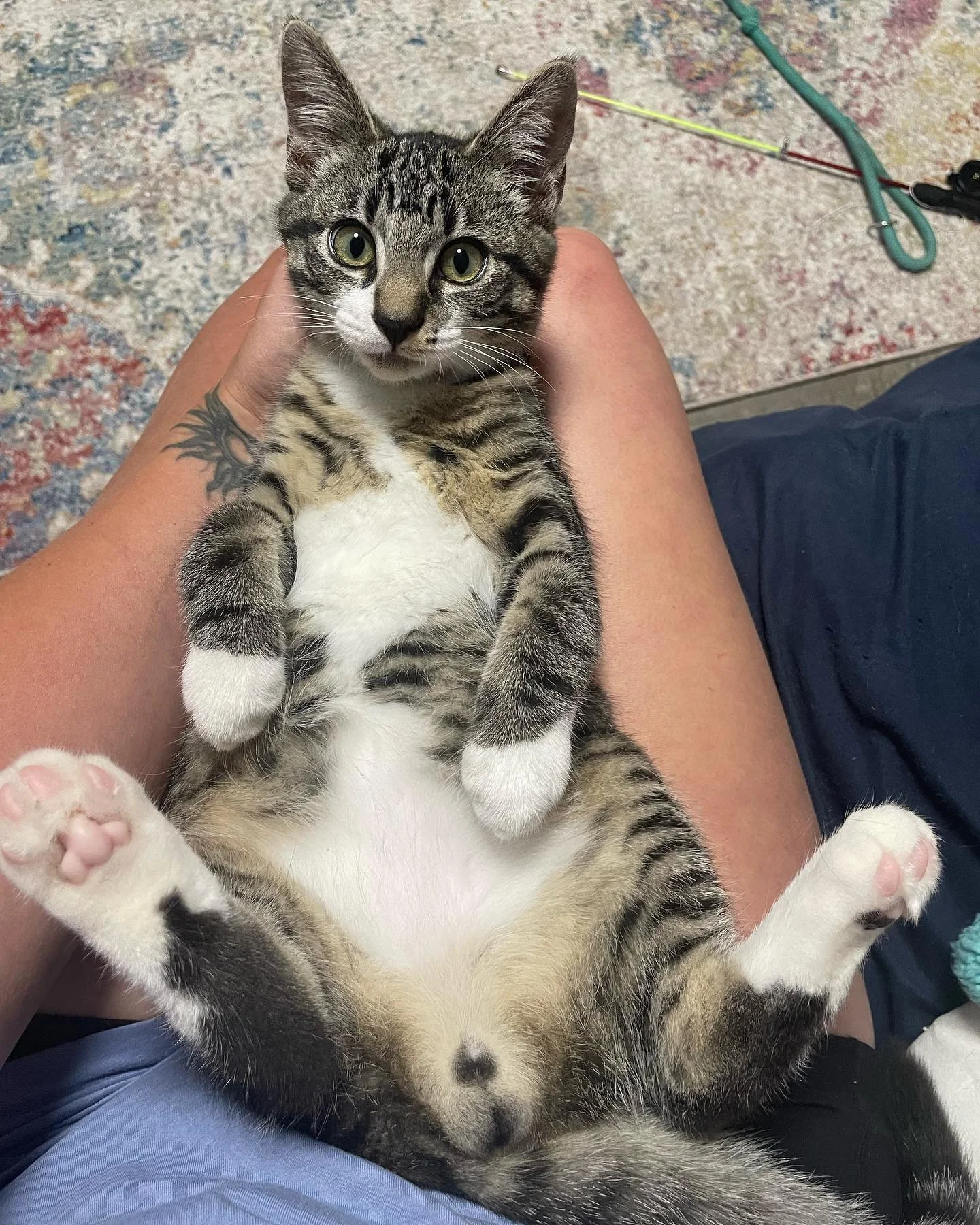 Neptune. #tabbykitten #cutie #housesitting #livengoodpetcare #petcare #kitten