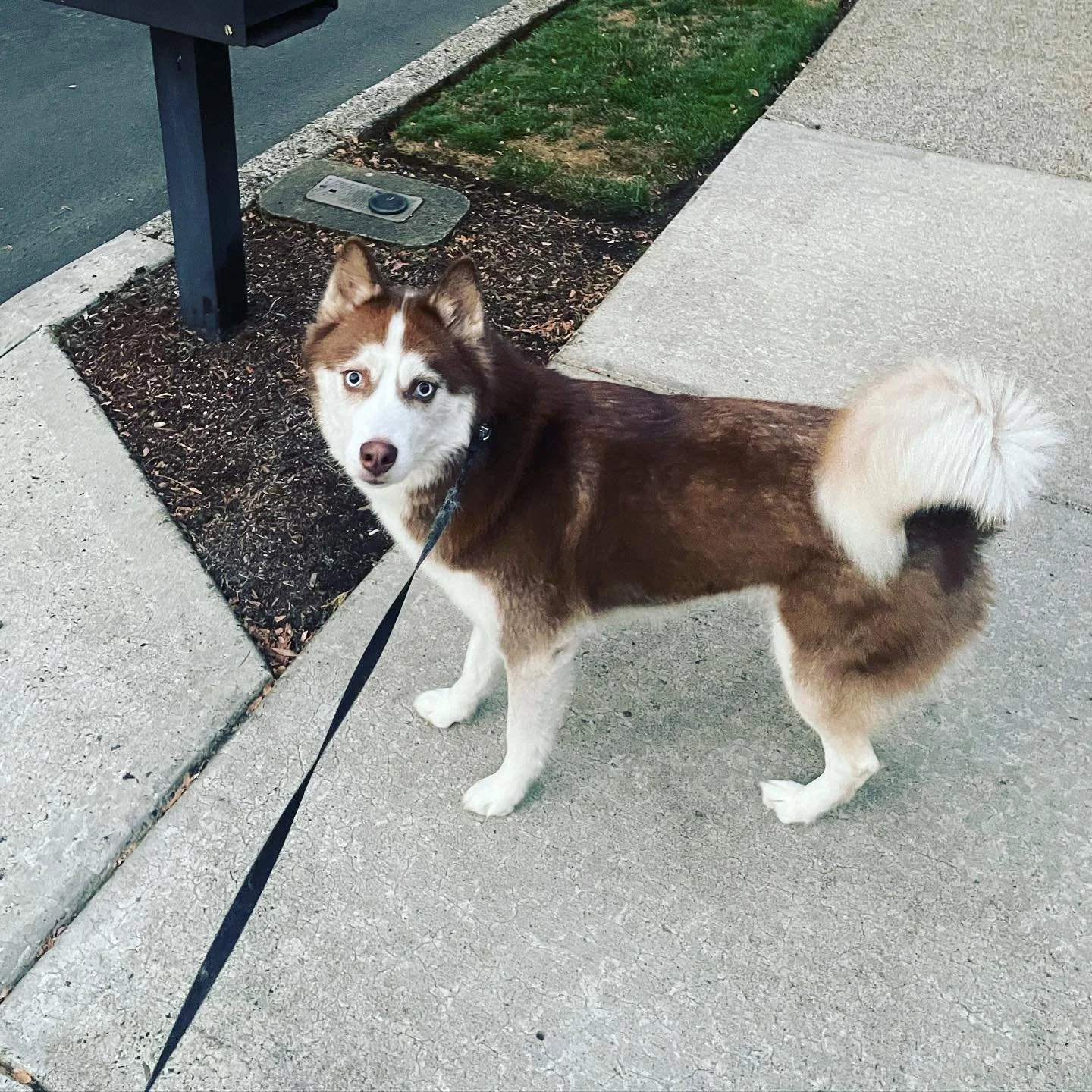 Akira. #husky #livengoodpetcare #housesitting #petcare #dogwalks