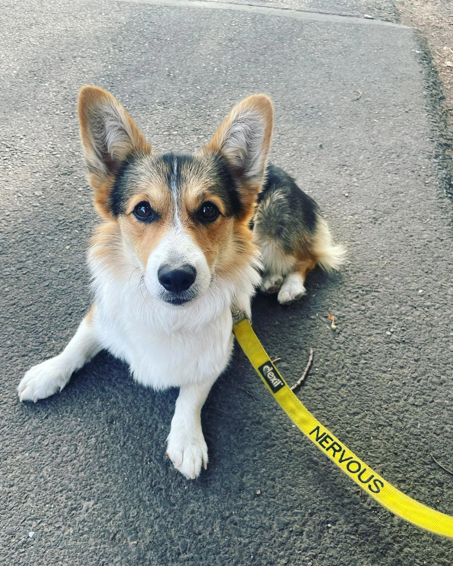 Arthur. #corgi #sweetboy #livengoodpetcare #dogwalks #petcare