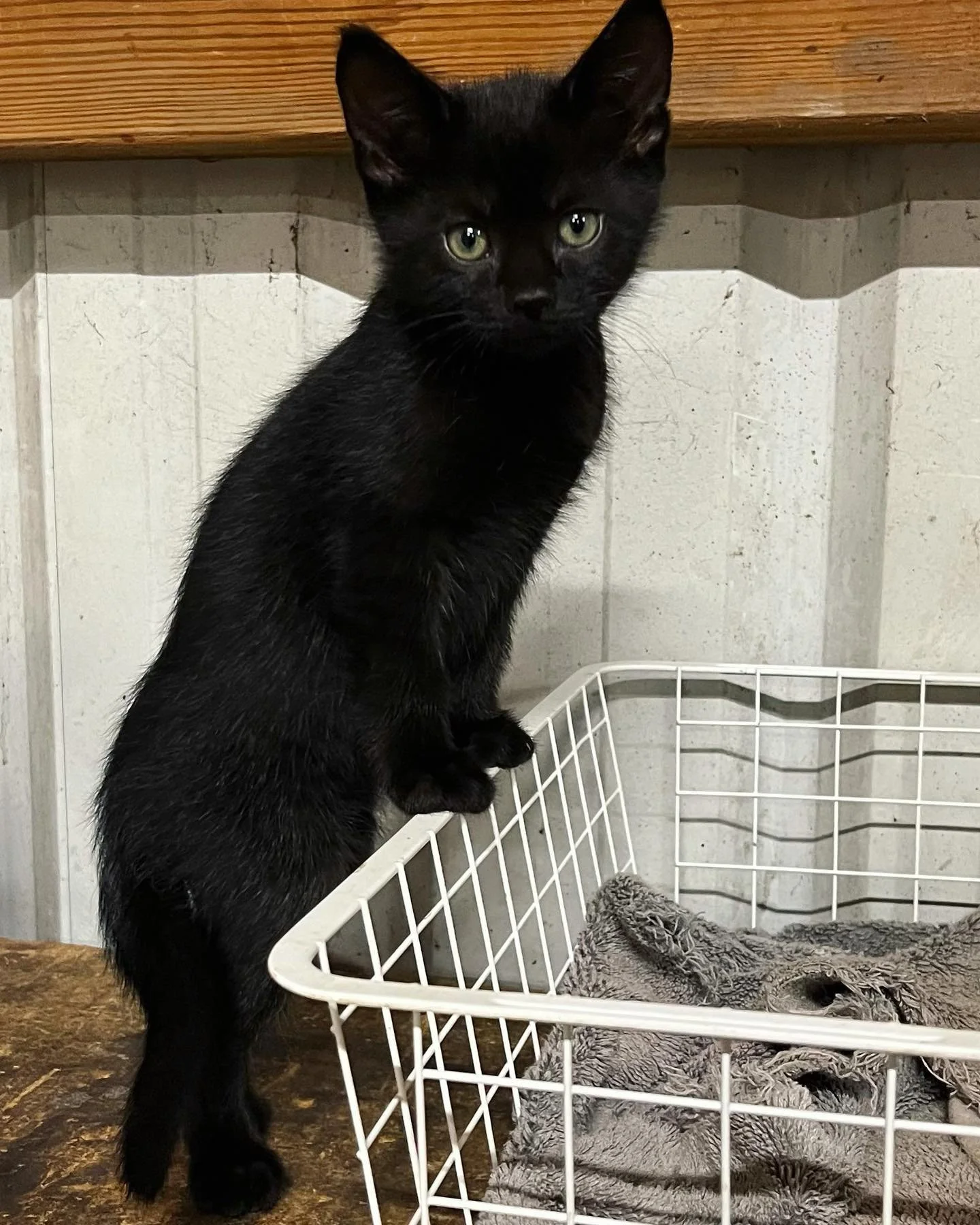 Meet Colt, the newest addition to the Livengood family! #livengoodpetcare #kitten #littlebaby #newestaddition