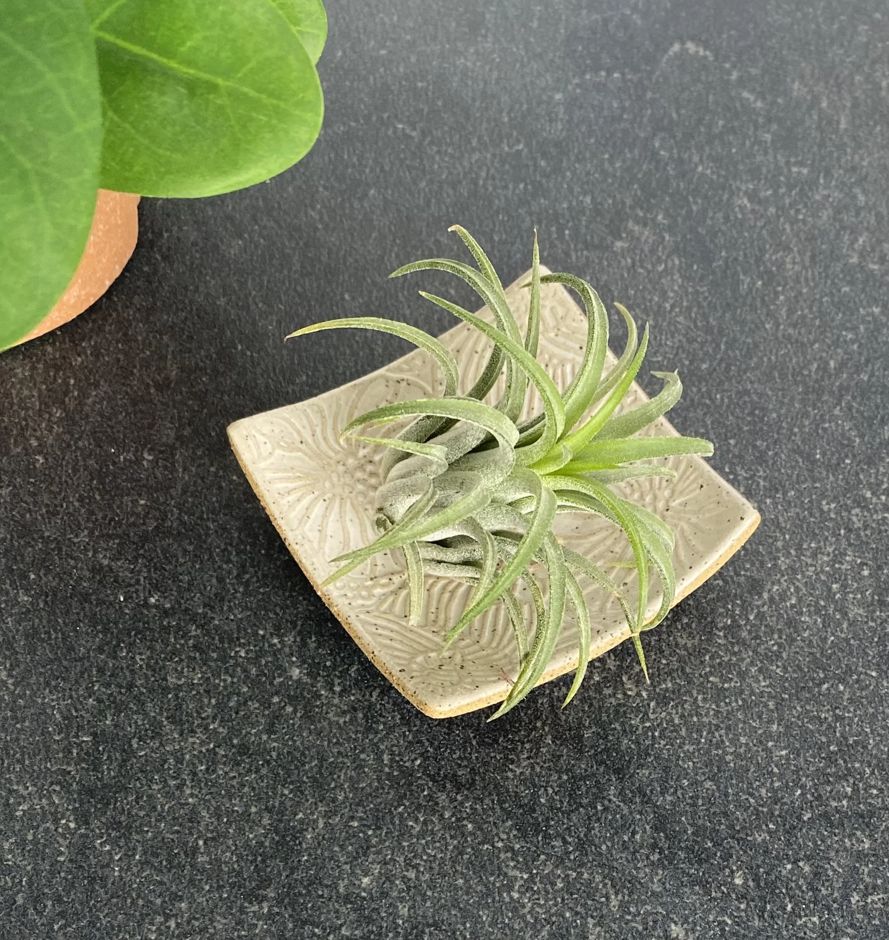 Close-up of a small potted air plant with spiky green leaves on a decorative ceramic square dish.