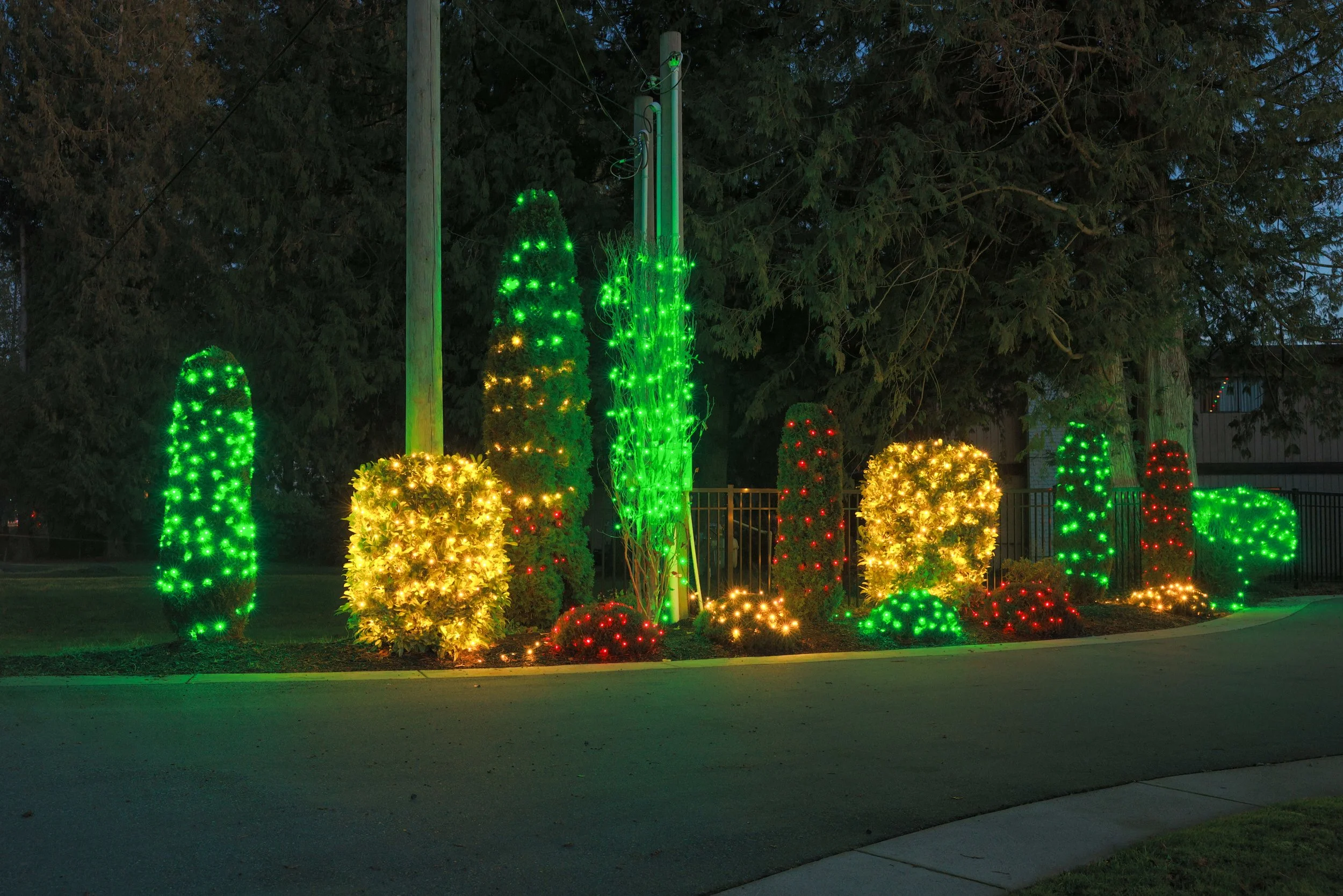Red, green and white Christmas lights on scrubs and bushes in a front yard.