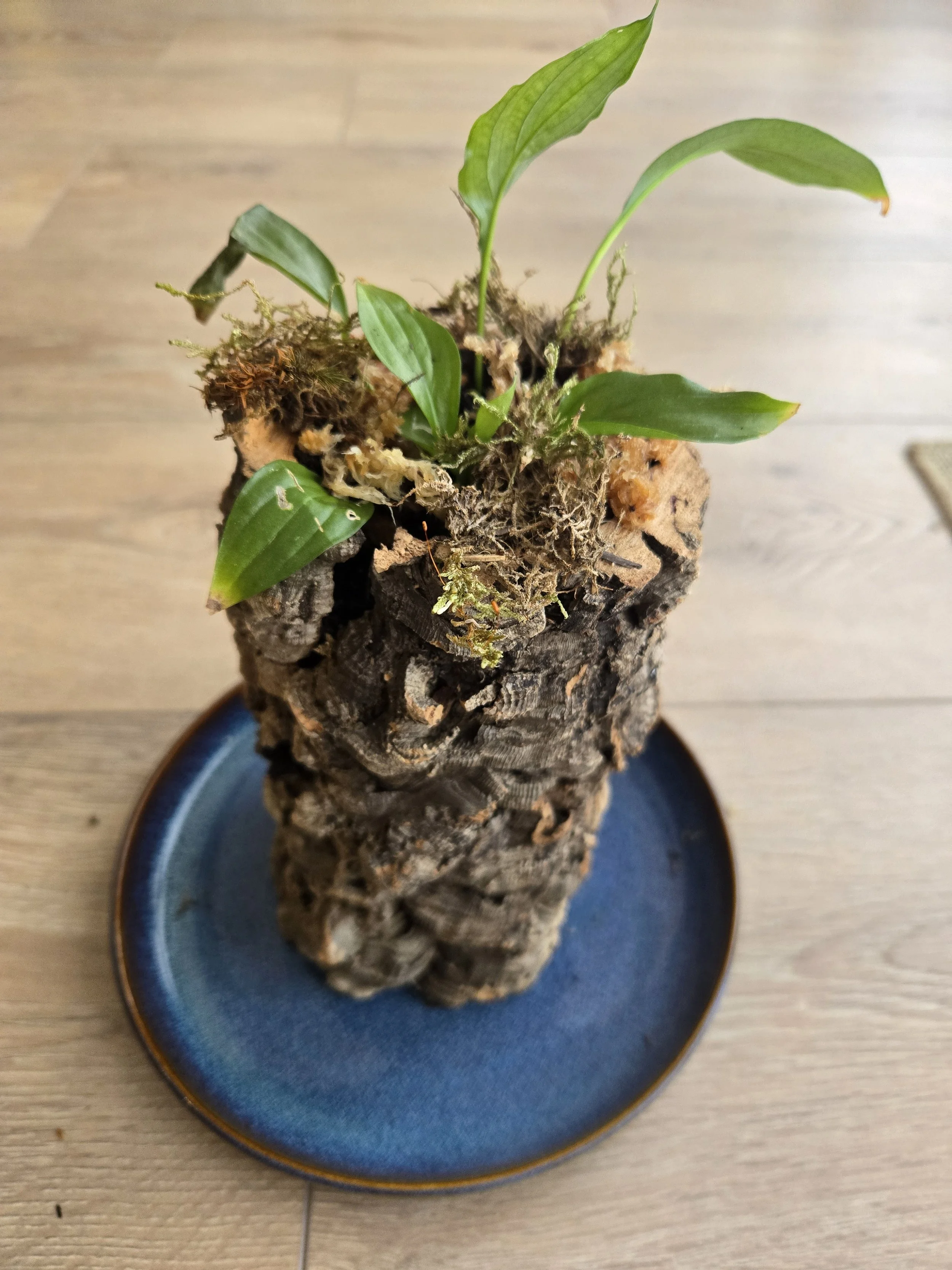 Peace Lily Cork Planter