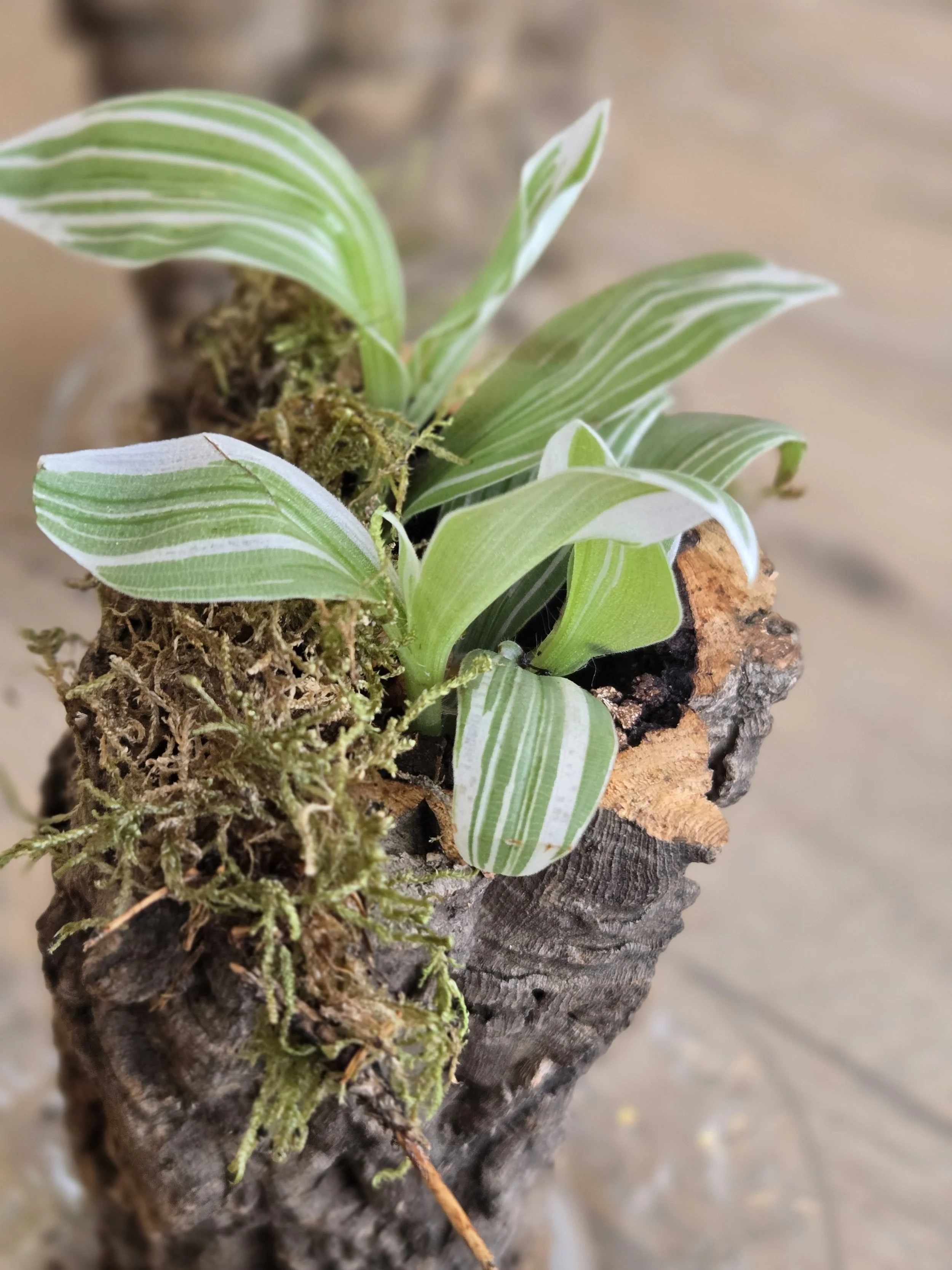 Silver Inch Plant Cork Planter