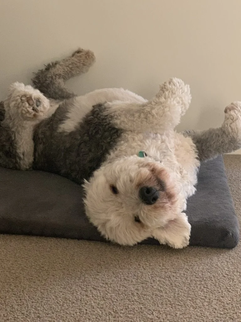 Large fluffy dog lying on its back on a dog bed, looking at the camera, with a smaller fluffy dog also lying on its back next to it.