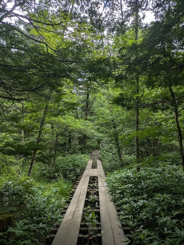 A wooden boardwalk trail through a dense green forest with tall trees and lush vegetation.