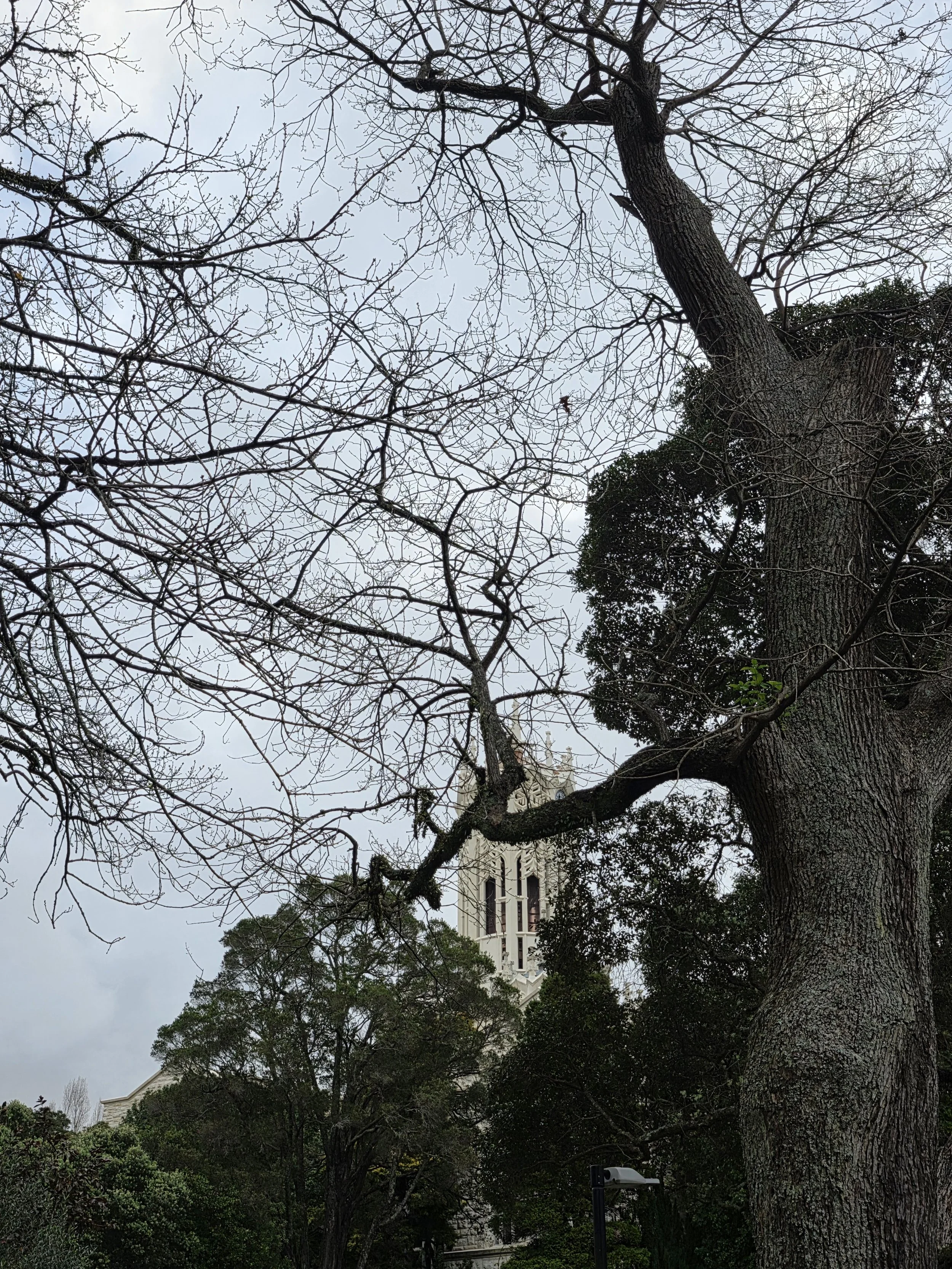 View of a leafless large tree with many branches in the foreground, a streetlamp at the bottom right, and a tall white building with gothic architecture visible through the branches against a cloudy sky.