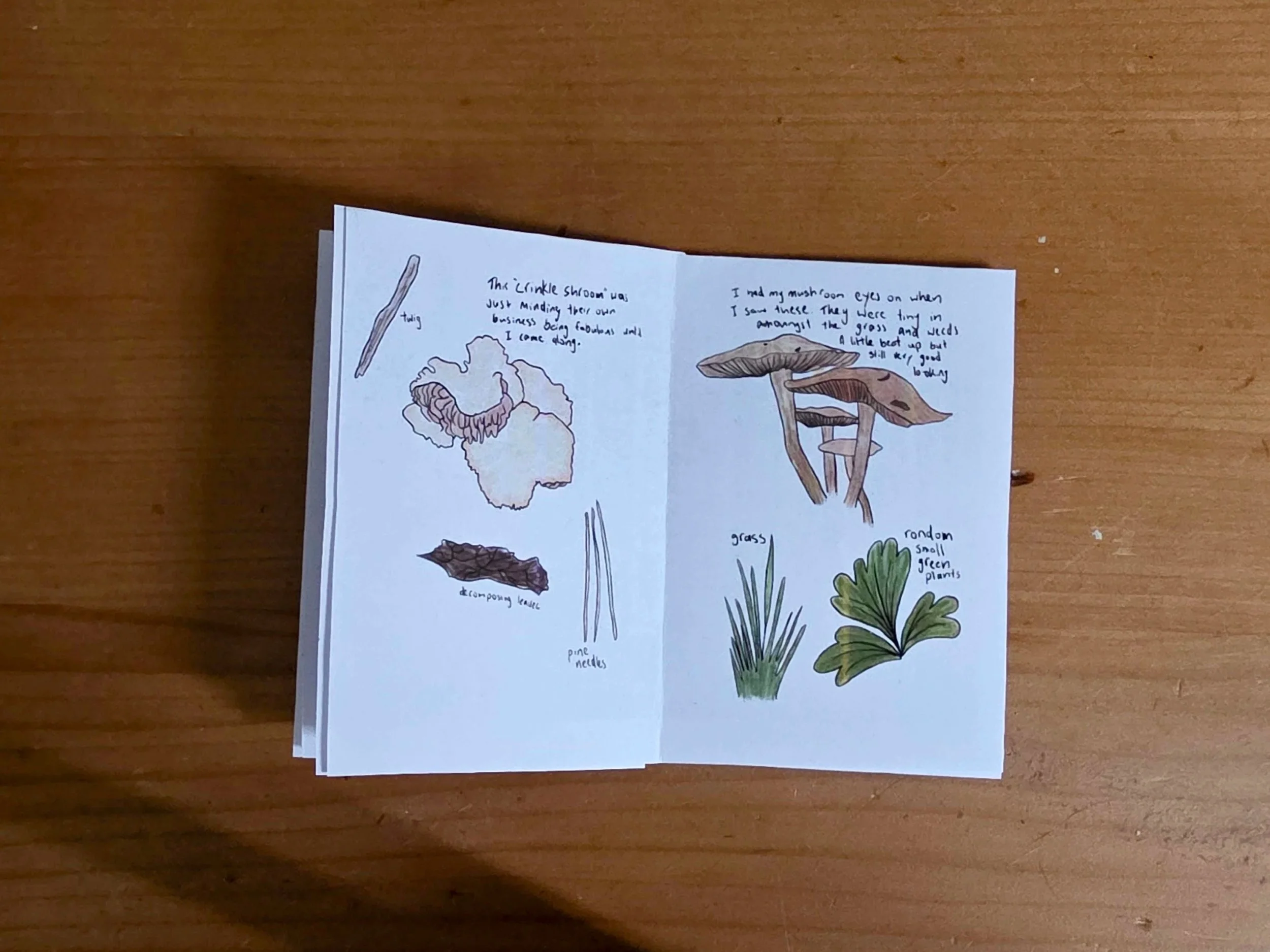 Hand-drawn illustrations of mushrooms and plants on paper, with handwritten notes about their characteristics and habitat, placed on a wooden surface.