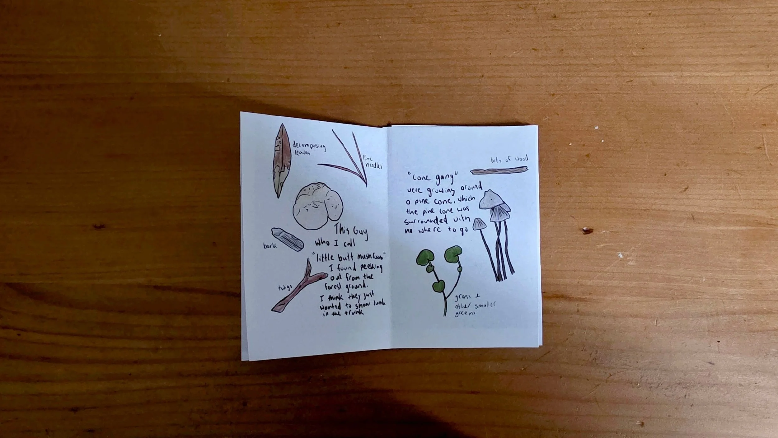 Hand-drawn illustrations of forest mushrooms, pine cones, and small plants with handwritten notes describing each item.