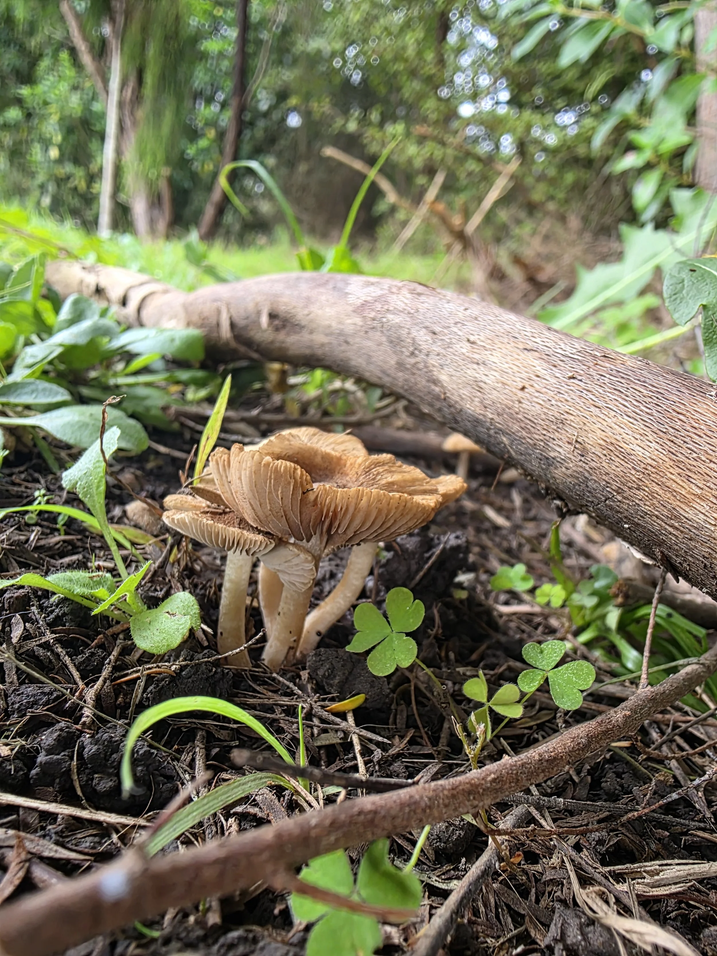 Close-up of a fallen brown mushroom among green grass and clover leaves on dark soil, with a blurred forest background.