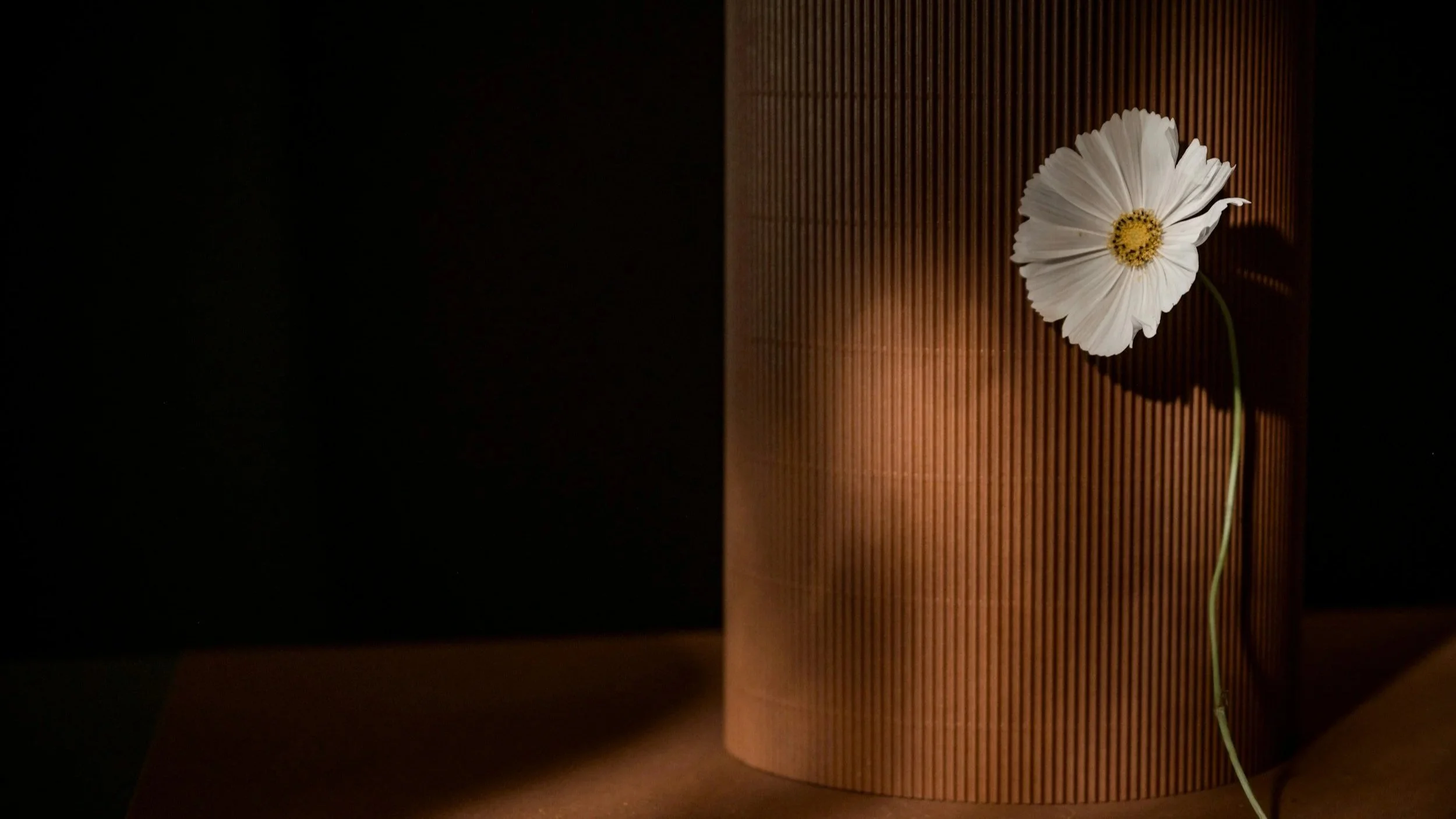 A white flower with a yellow center in front of a brown ribbed cylindrical surface, with a black background and soft lighting.