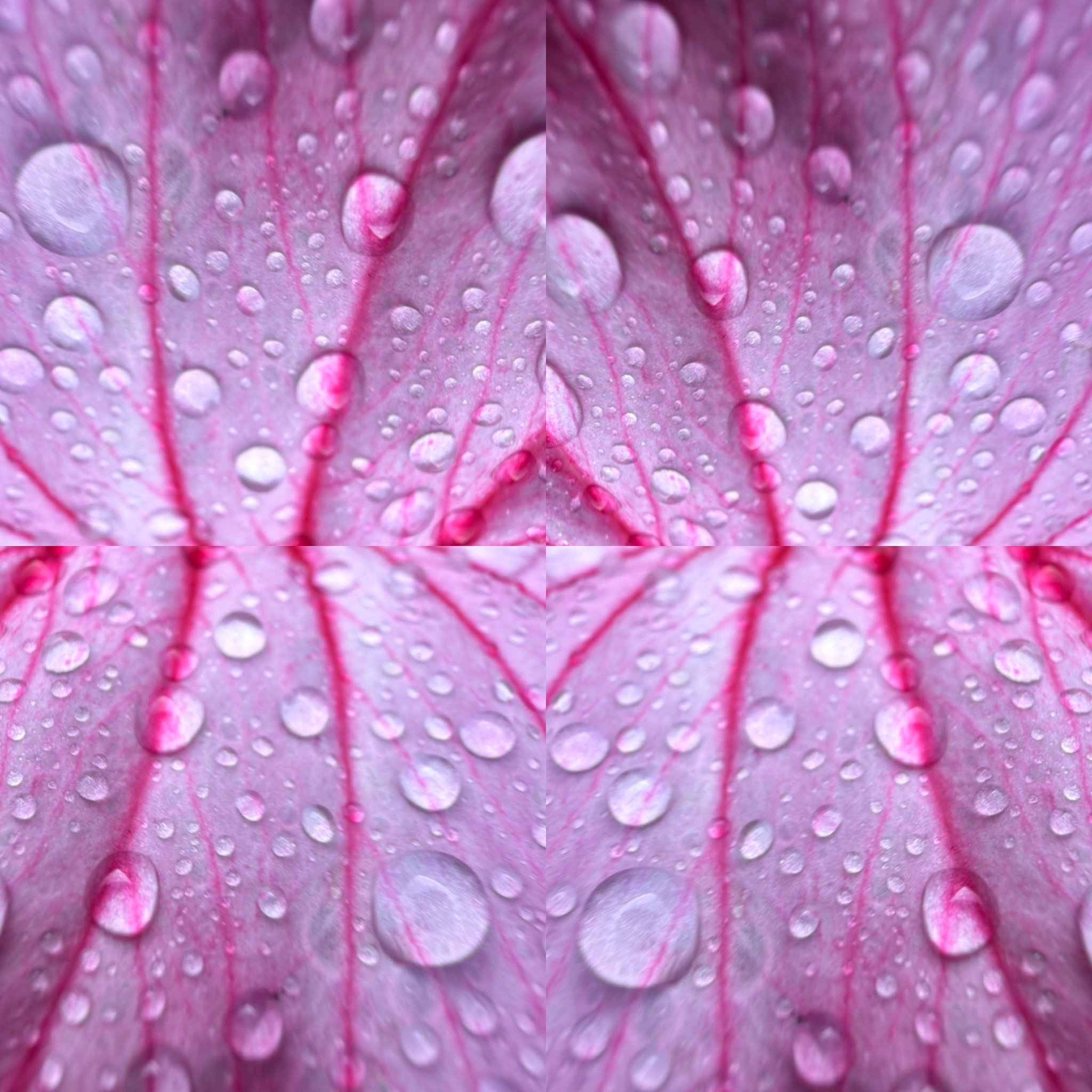 Hibiscus mist
