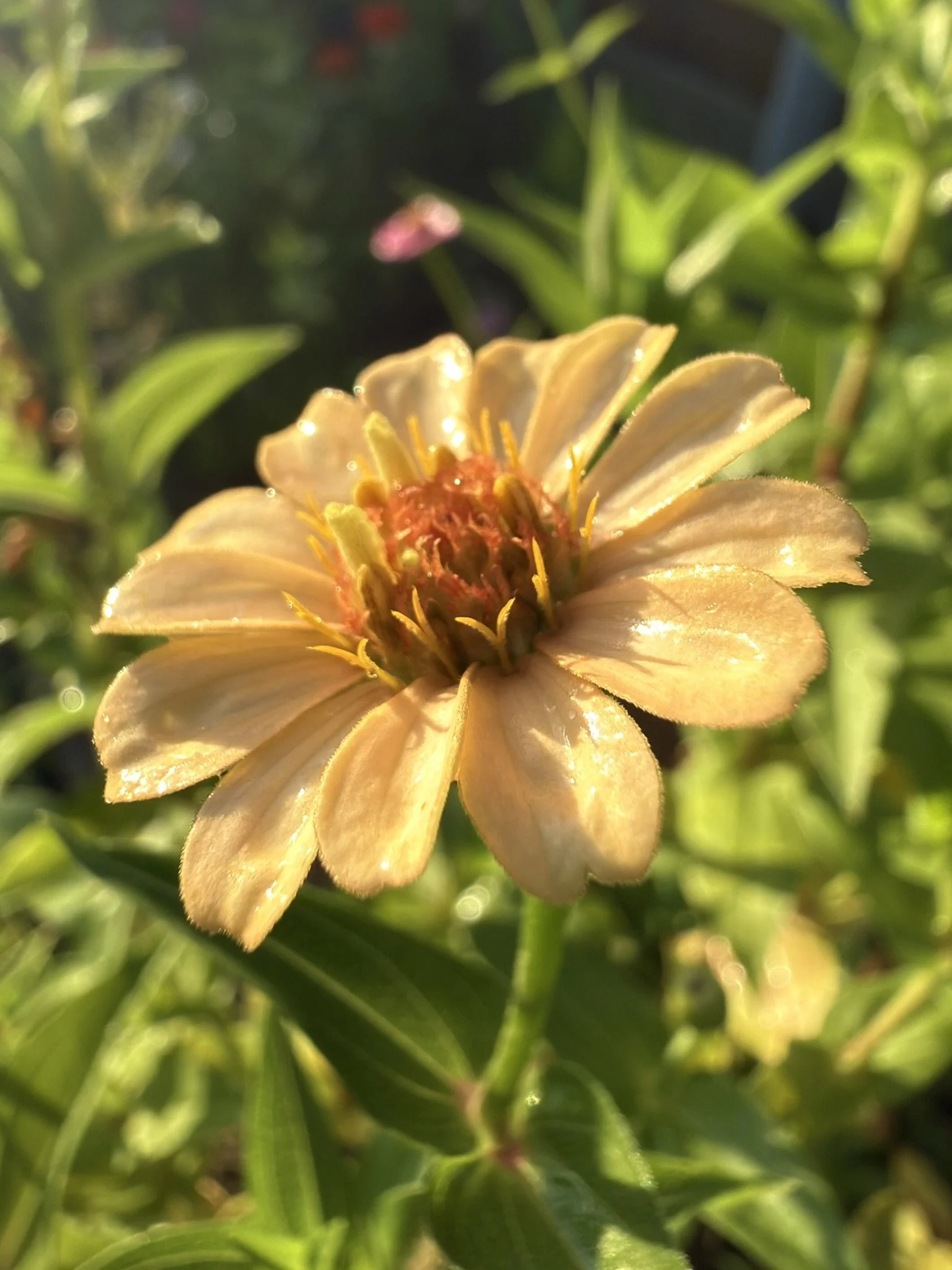 IMG_4366.JPEG