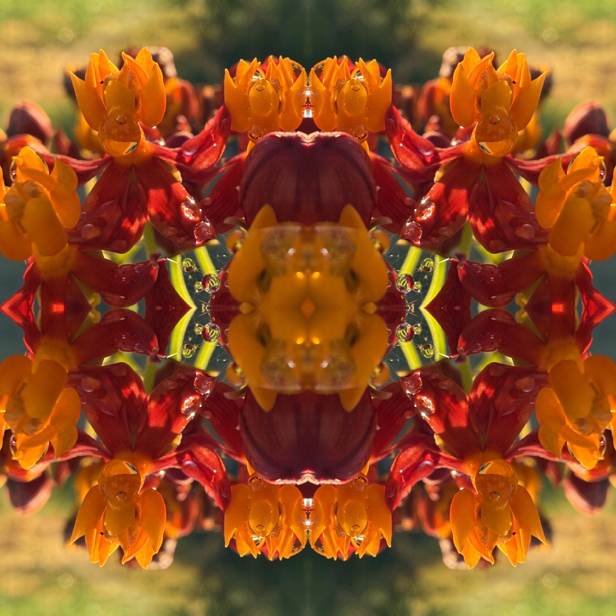 Milkweed Mayhem