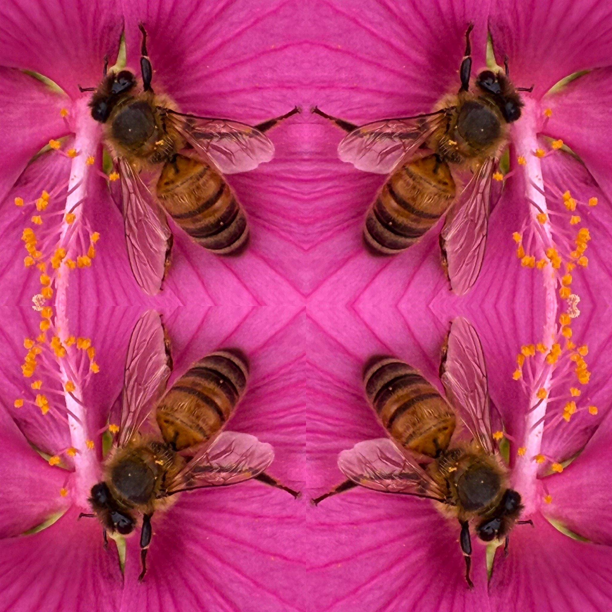 Two bees on a pink flower with yellow stamens.