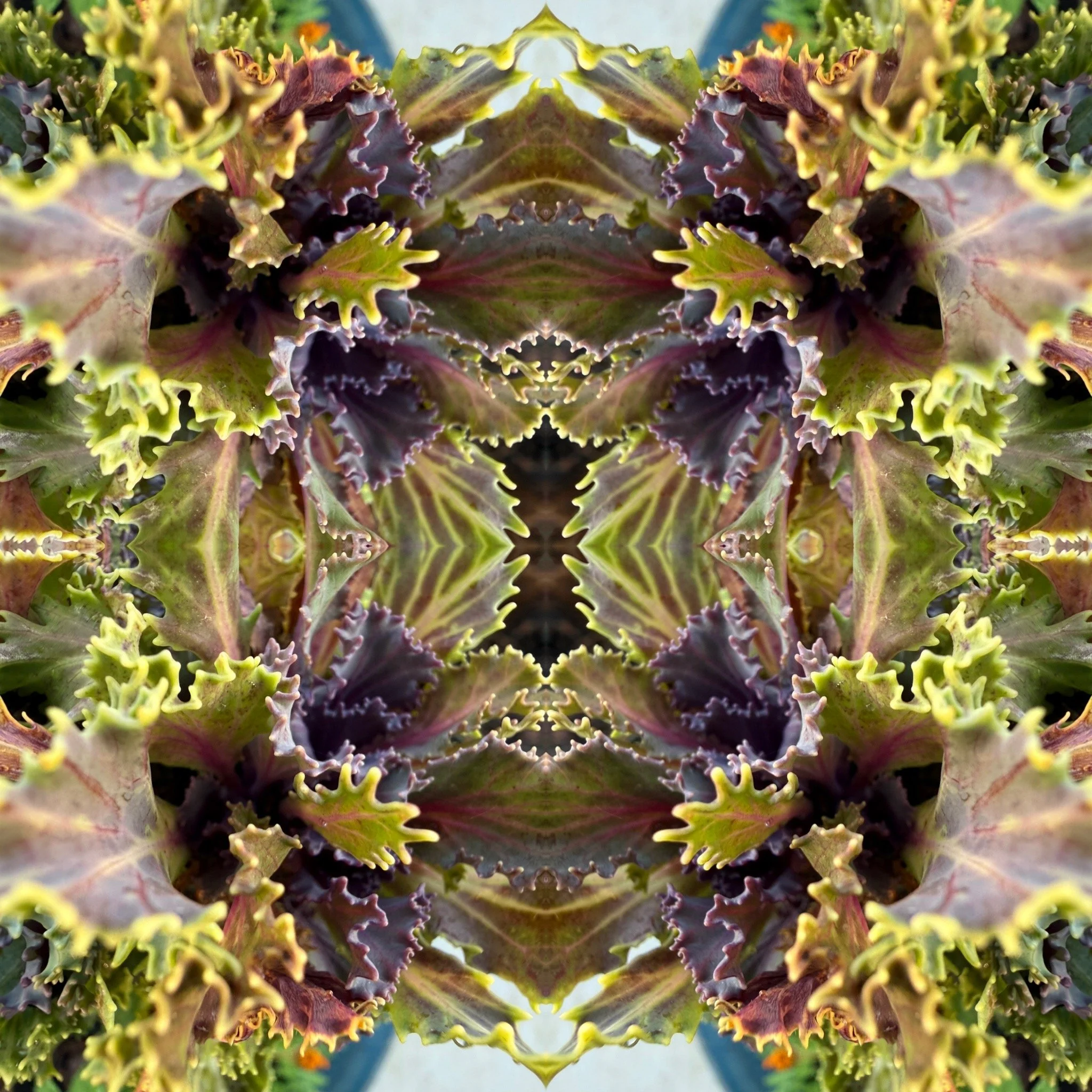 Kale-iediscope