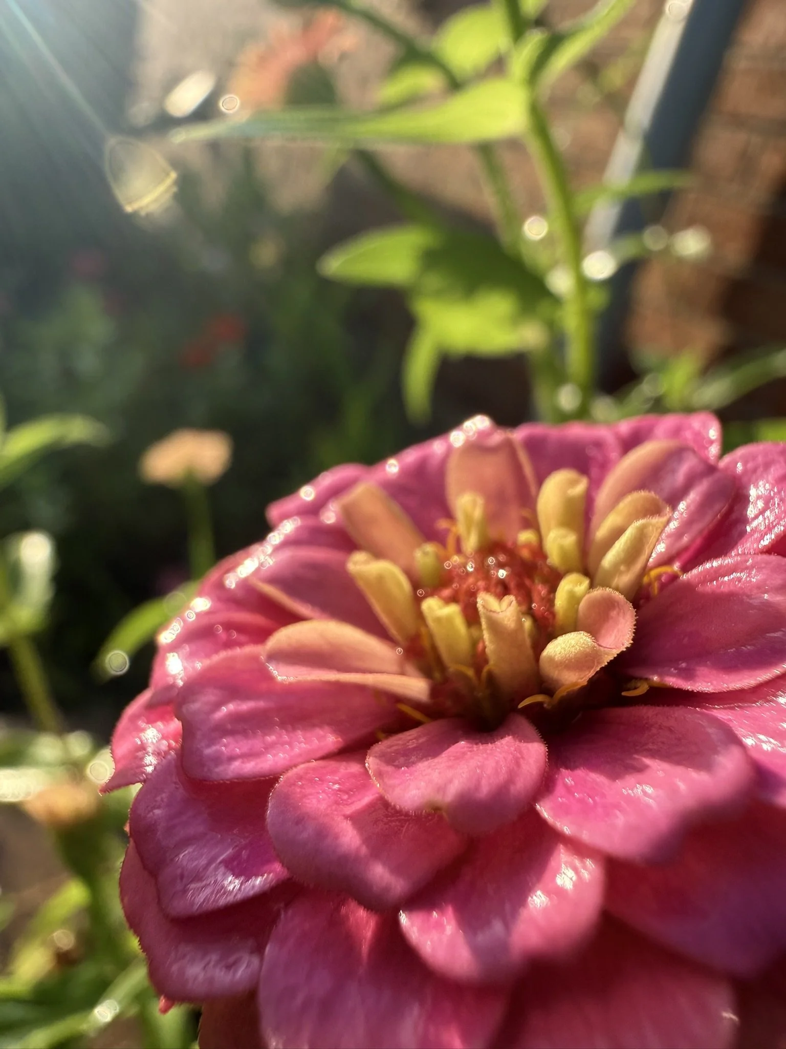 IMG_4288.JPEG
