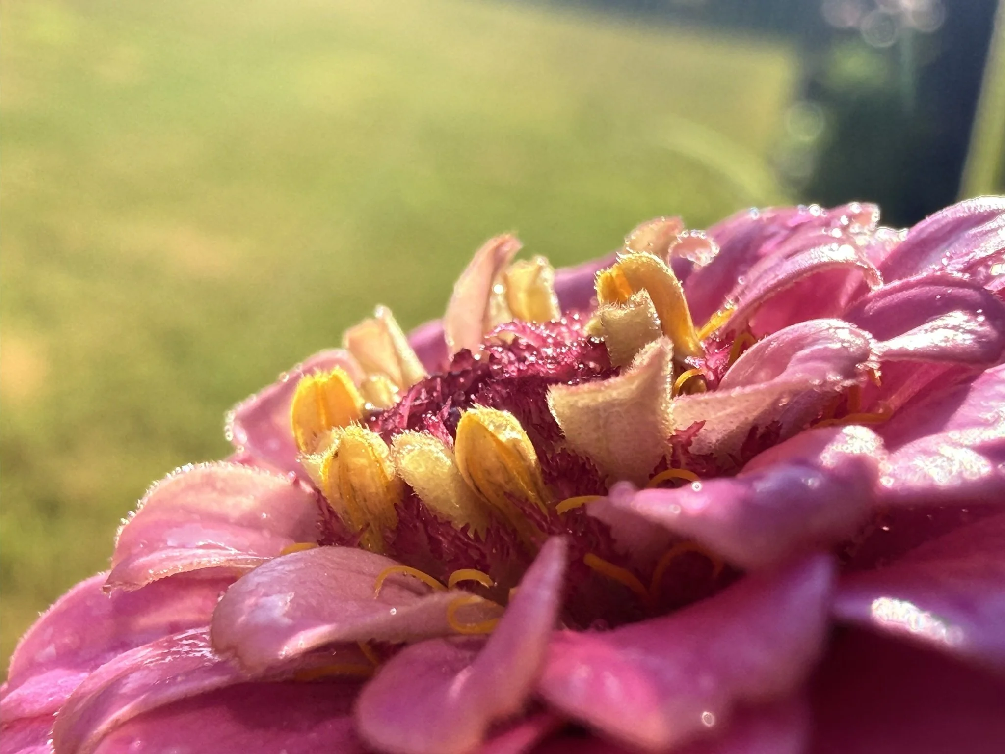 IMG_4982.JPEG