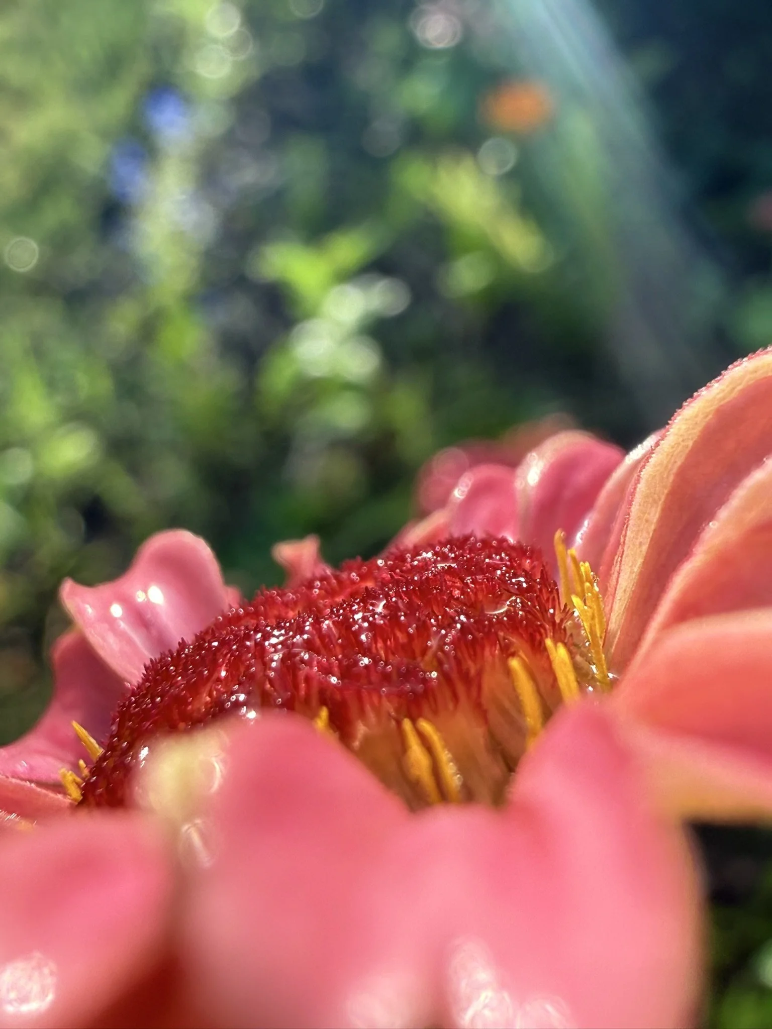 IMG_4039.JPEG
