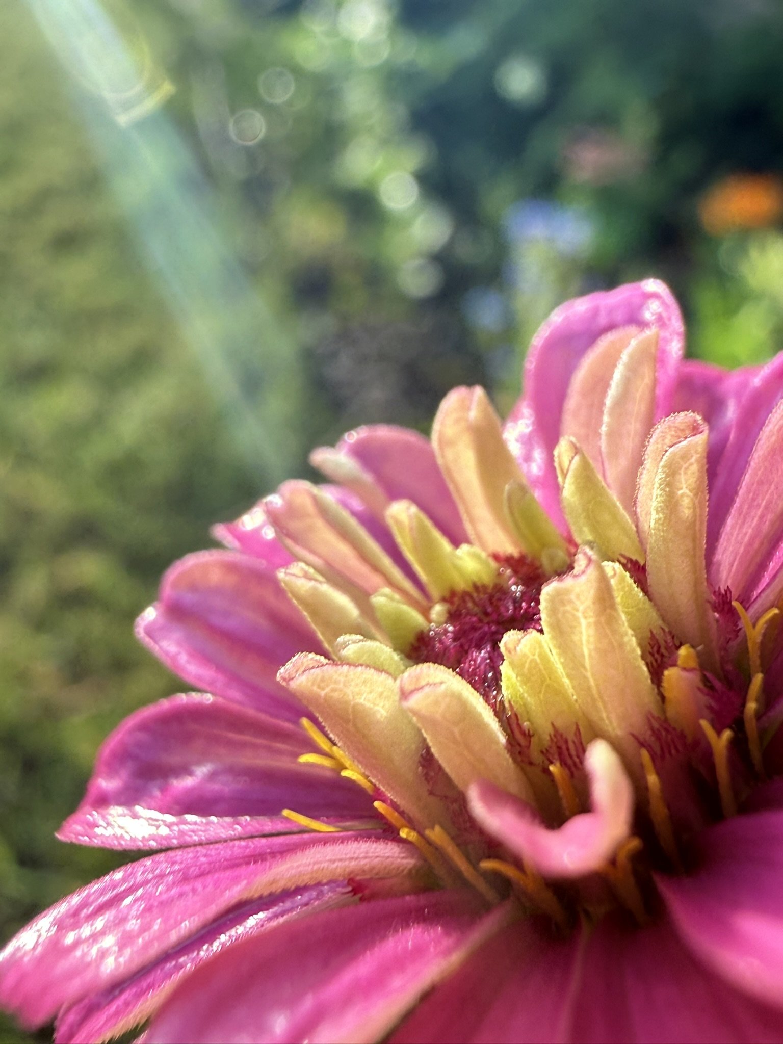 IMG_4037.JPEG